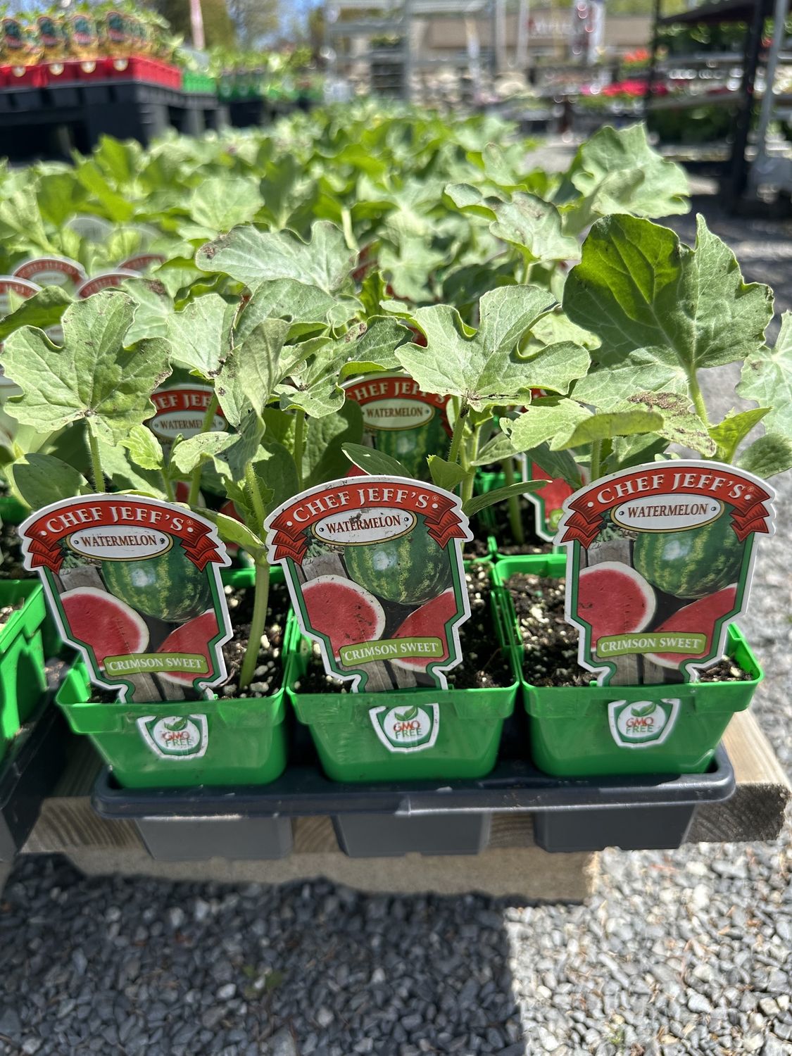 Watermelon Seedling