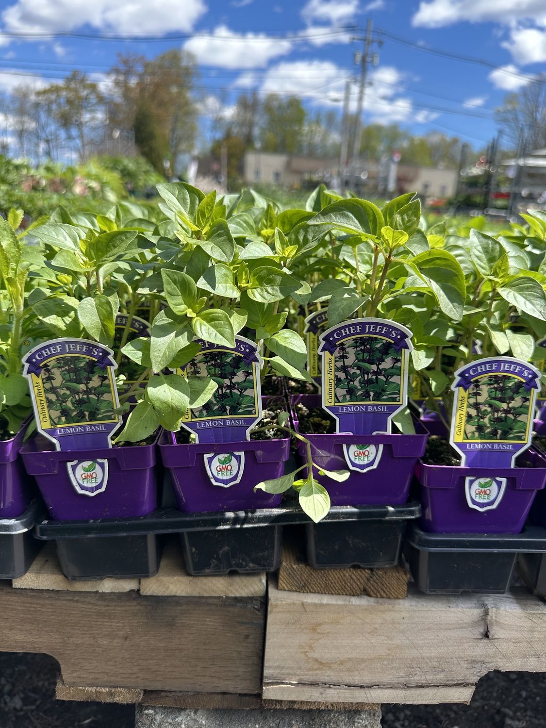 Basil Herbs