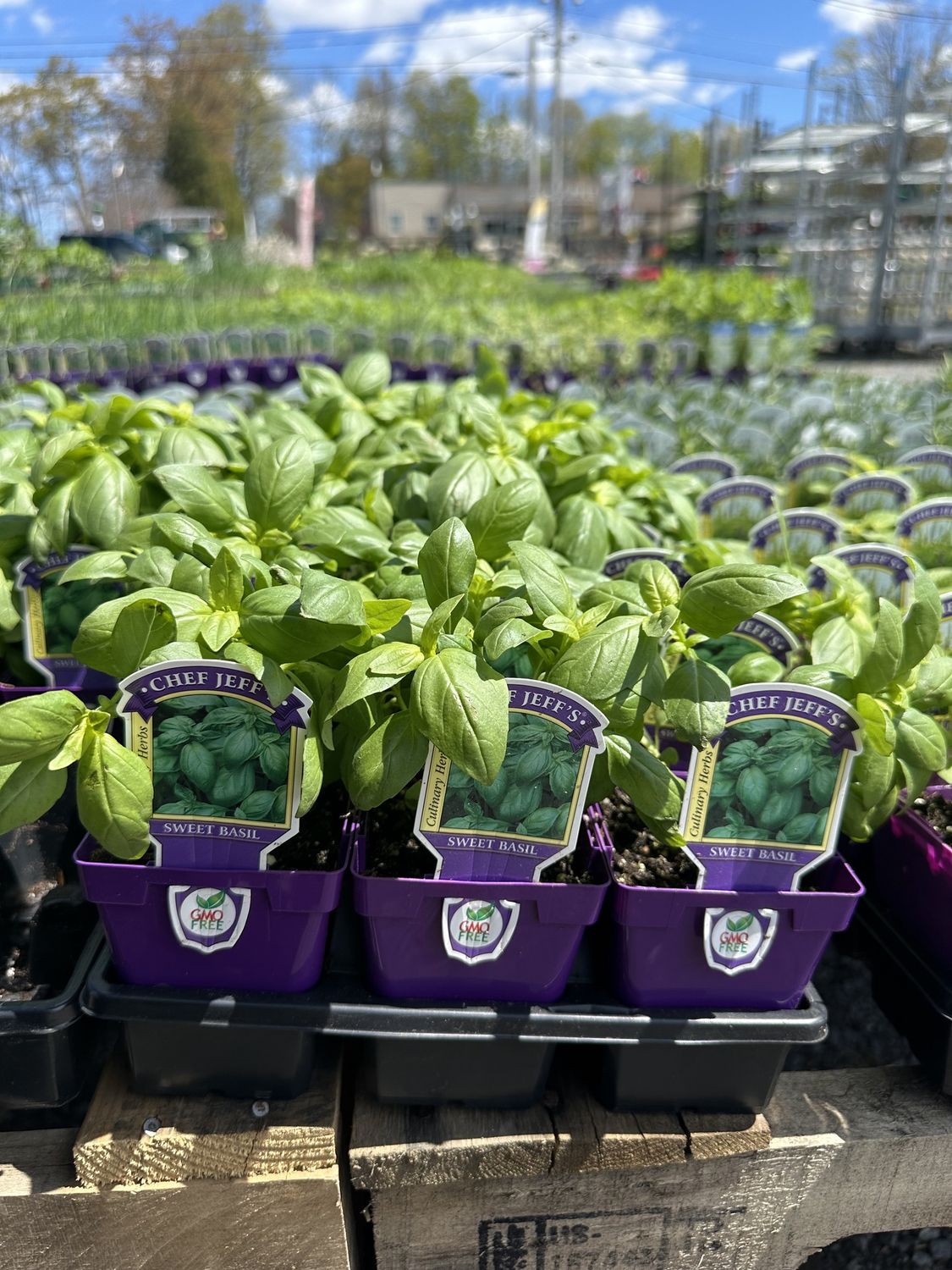 Basil Herbs, Variety: Sweet