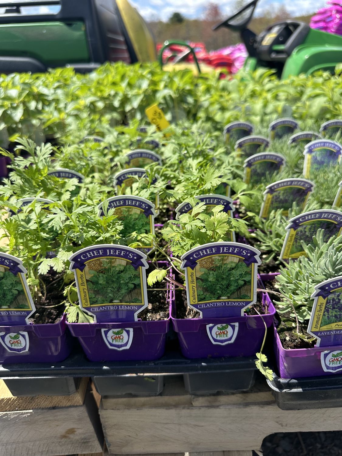 Cilantro Herb