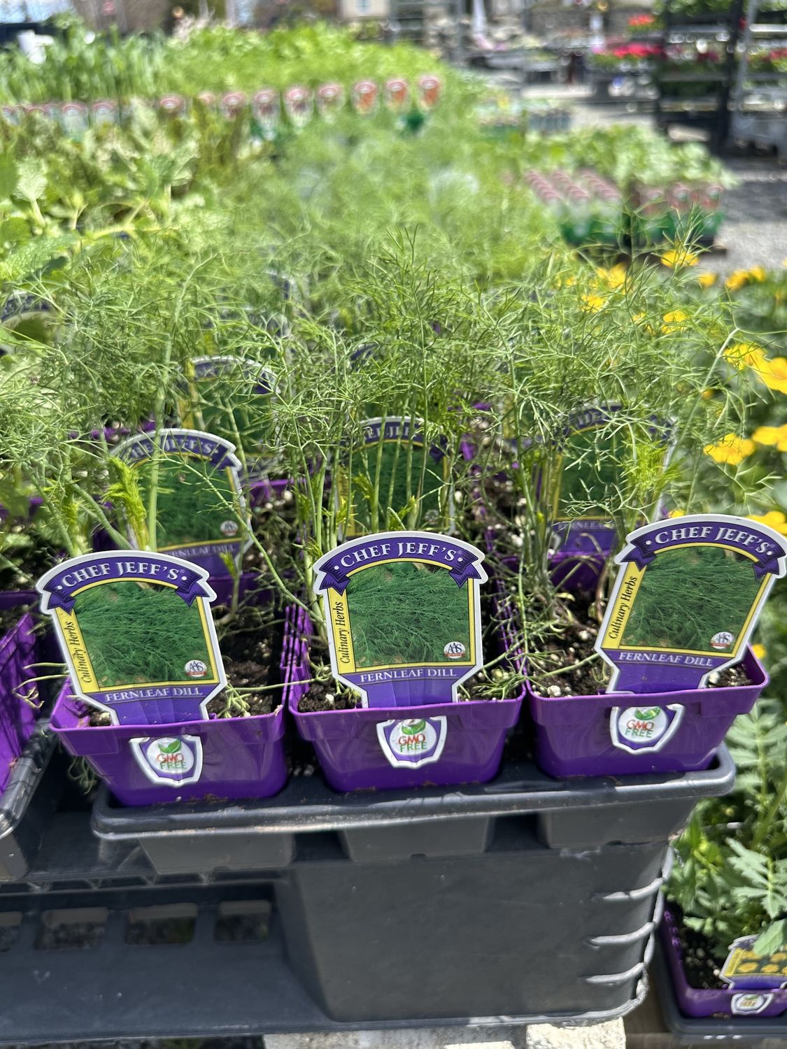 Dill Herb