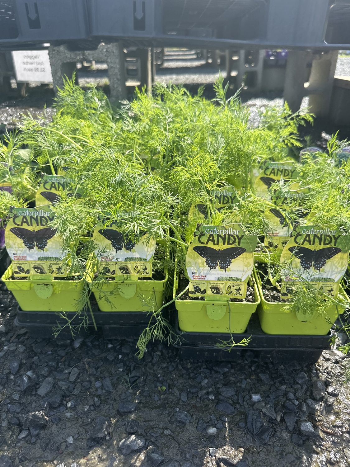 Dill Herb, Variety: Black Swallowtail Qt