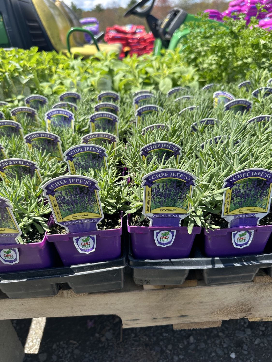 Lavender Herbs, Variety: Hidcote
