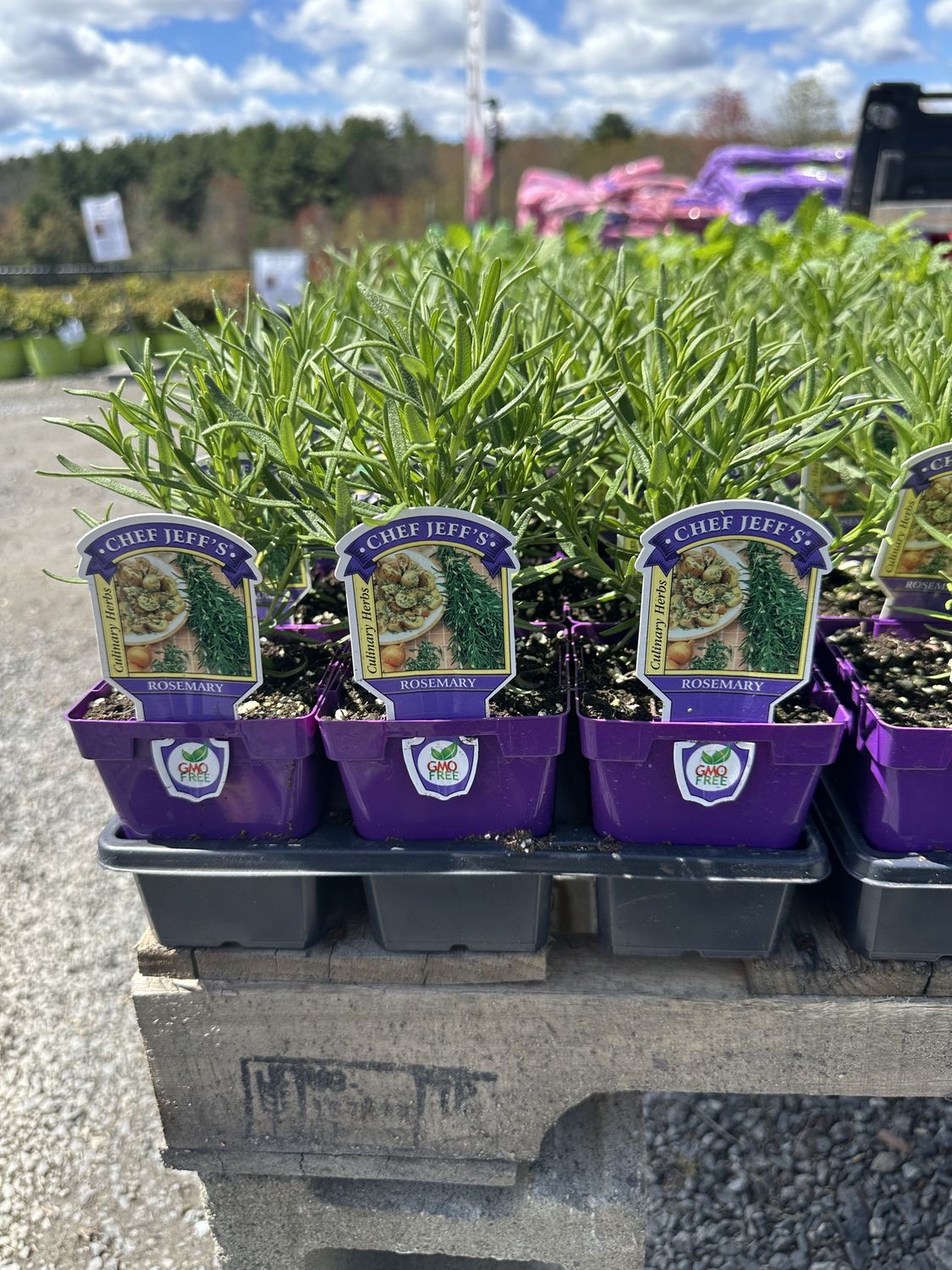 Rosemary Herbs, Variety: Original Rosemary