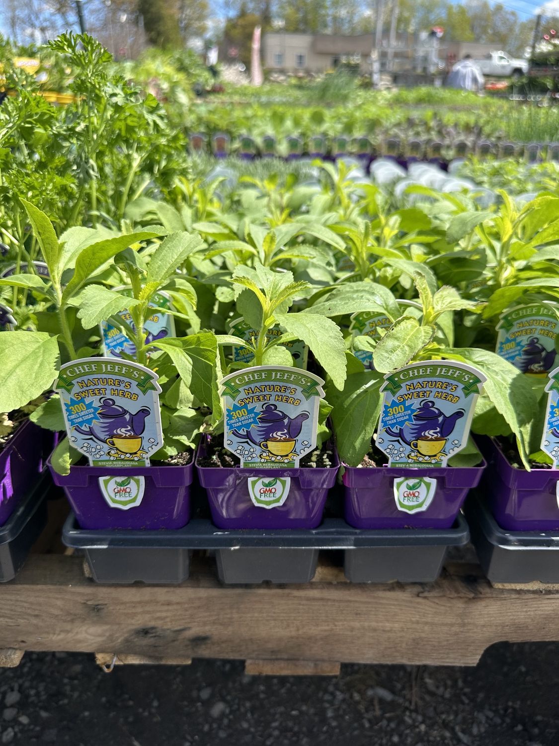 Stevia Herb