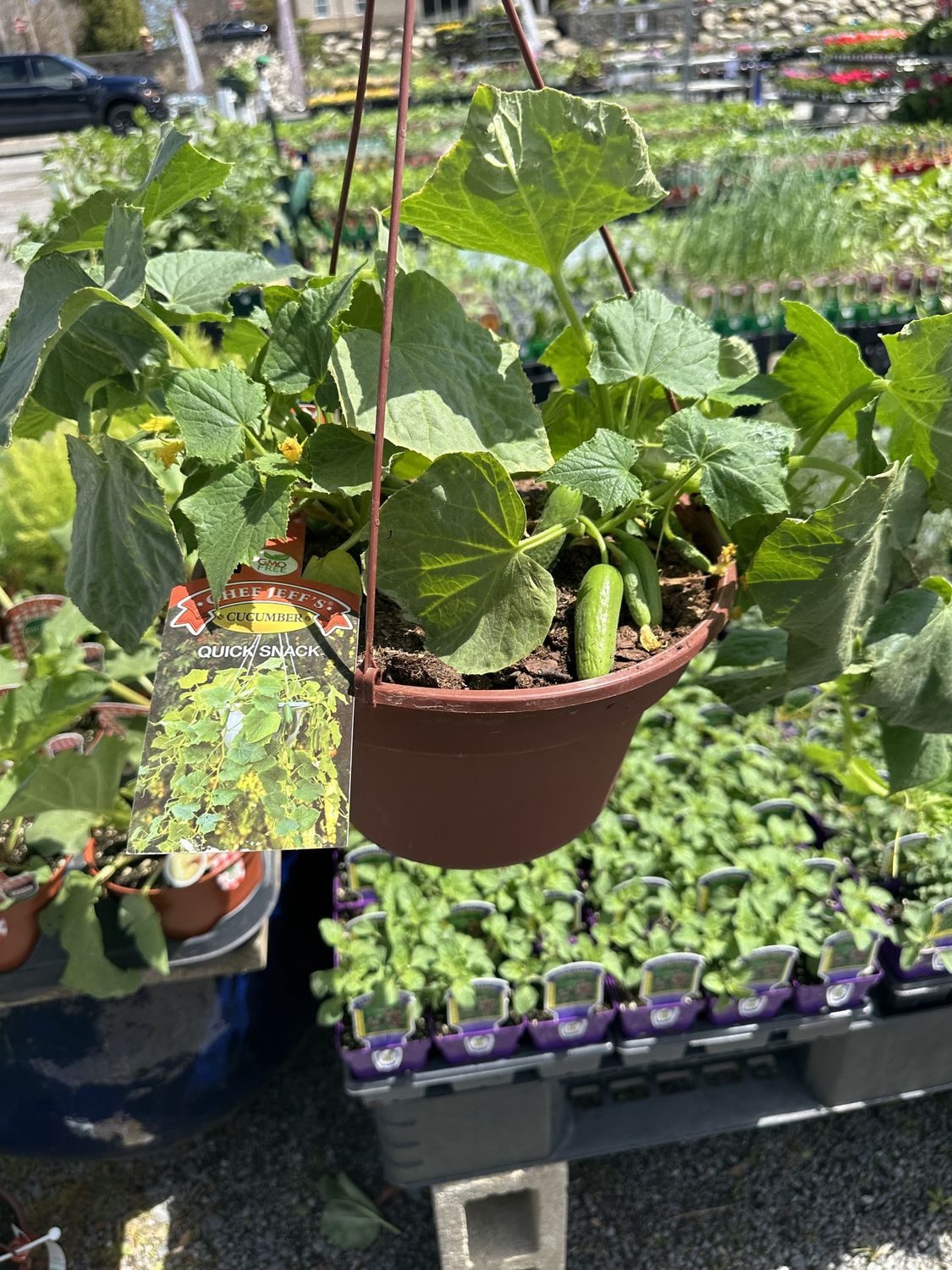Herb Patio Planter Cucumber Hanging Basket