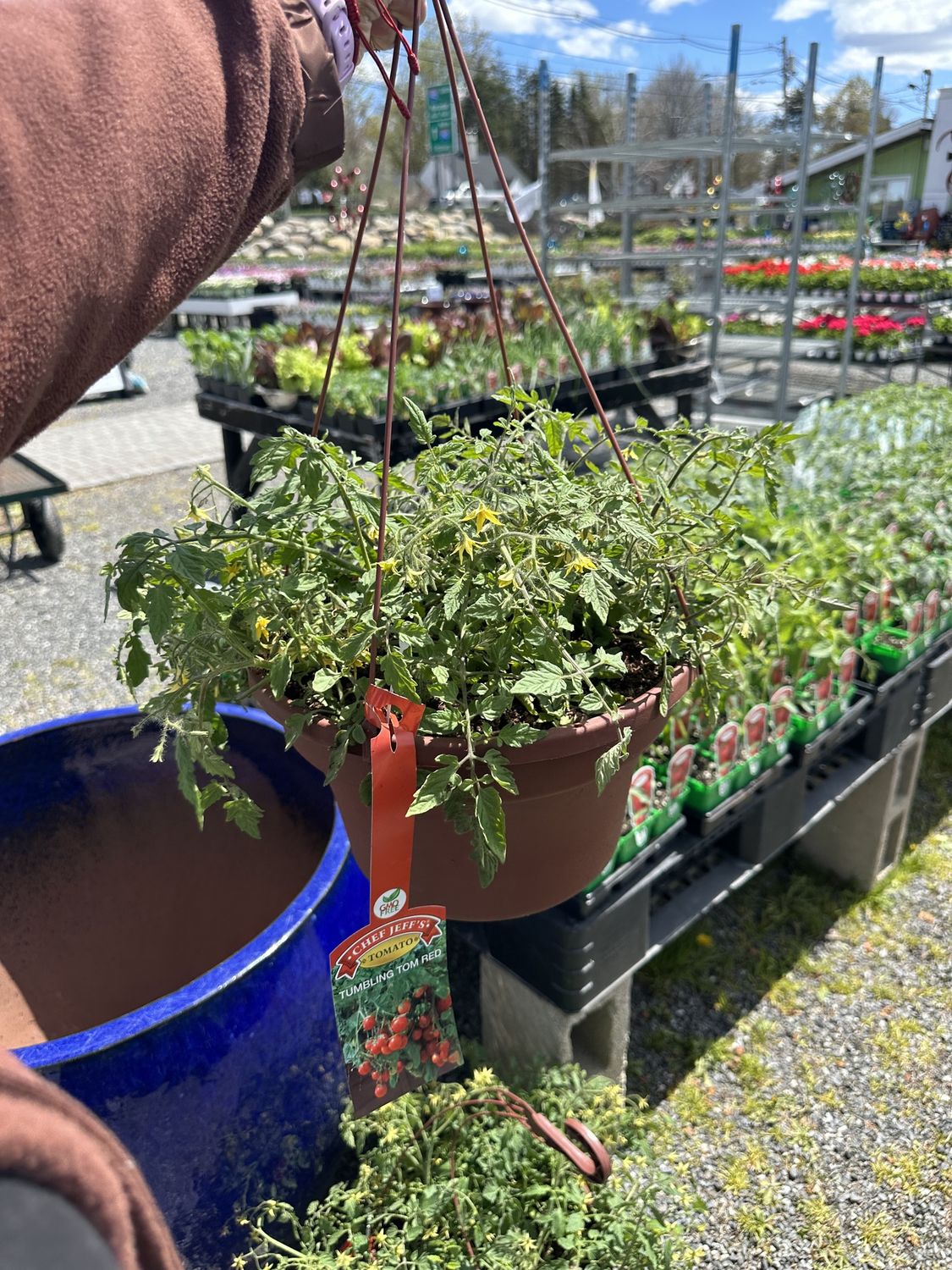 Herb Patio Planter Tomato Hanging Basket