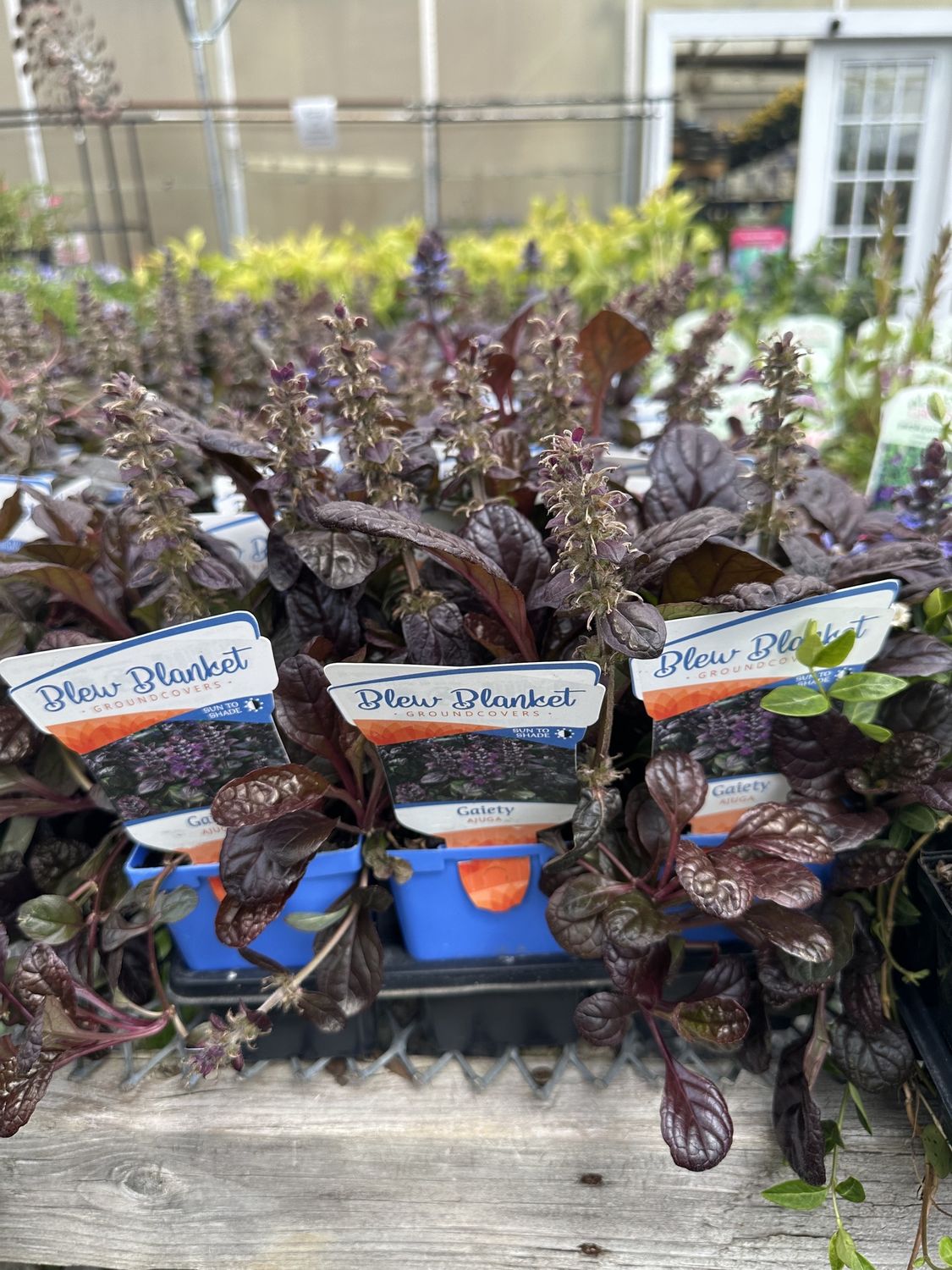 Ajuga Gaiety