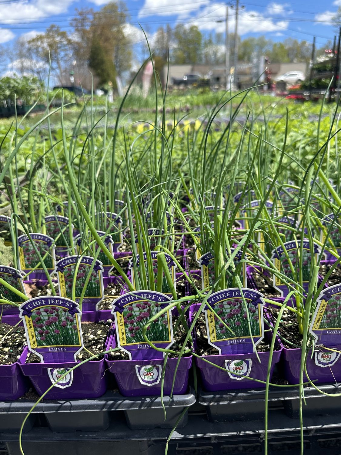 Chives Herbs, Variety: Original Chives