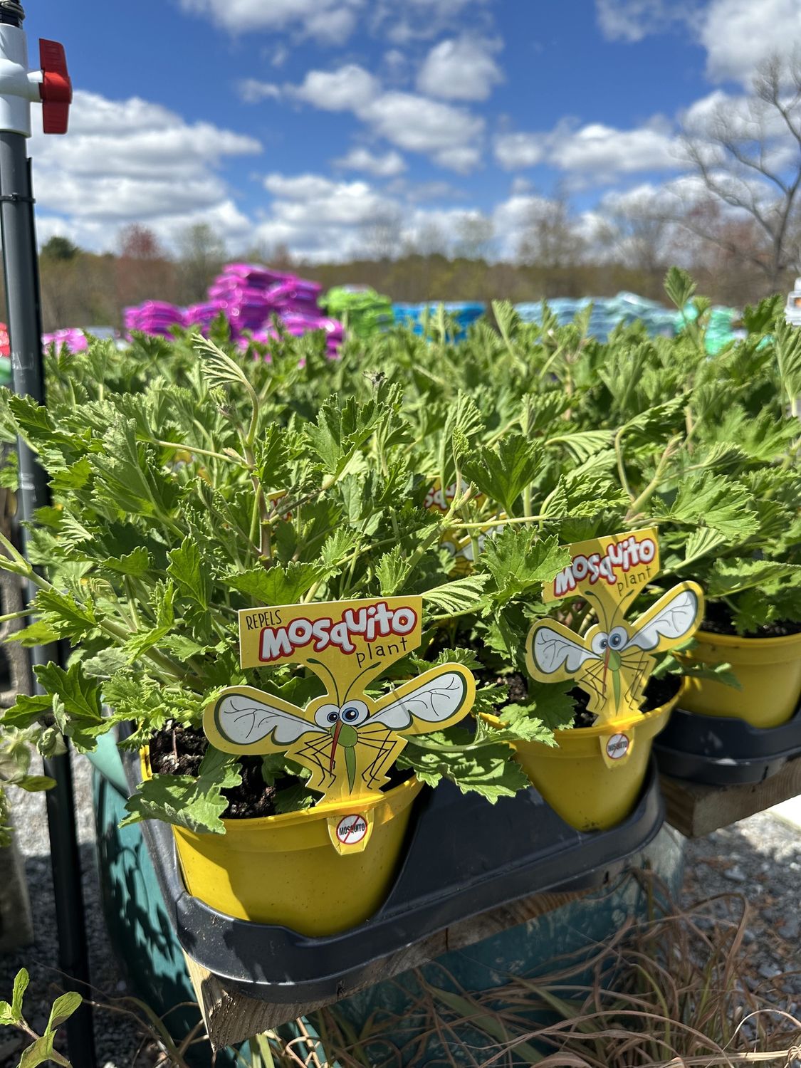 Citronella Herb