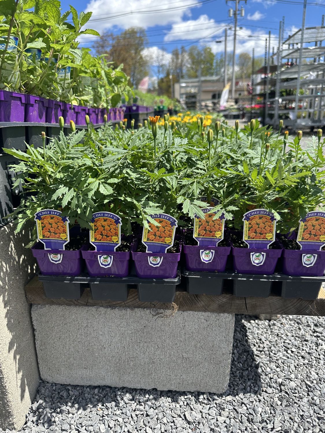 Marigold Durango Tangerine