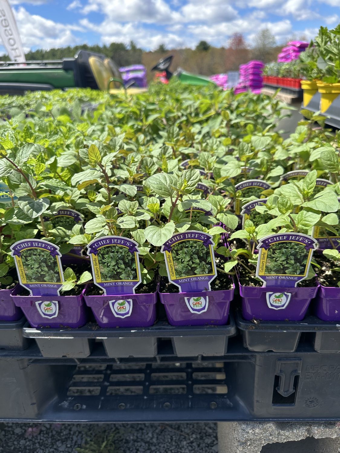 Mint Herbs