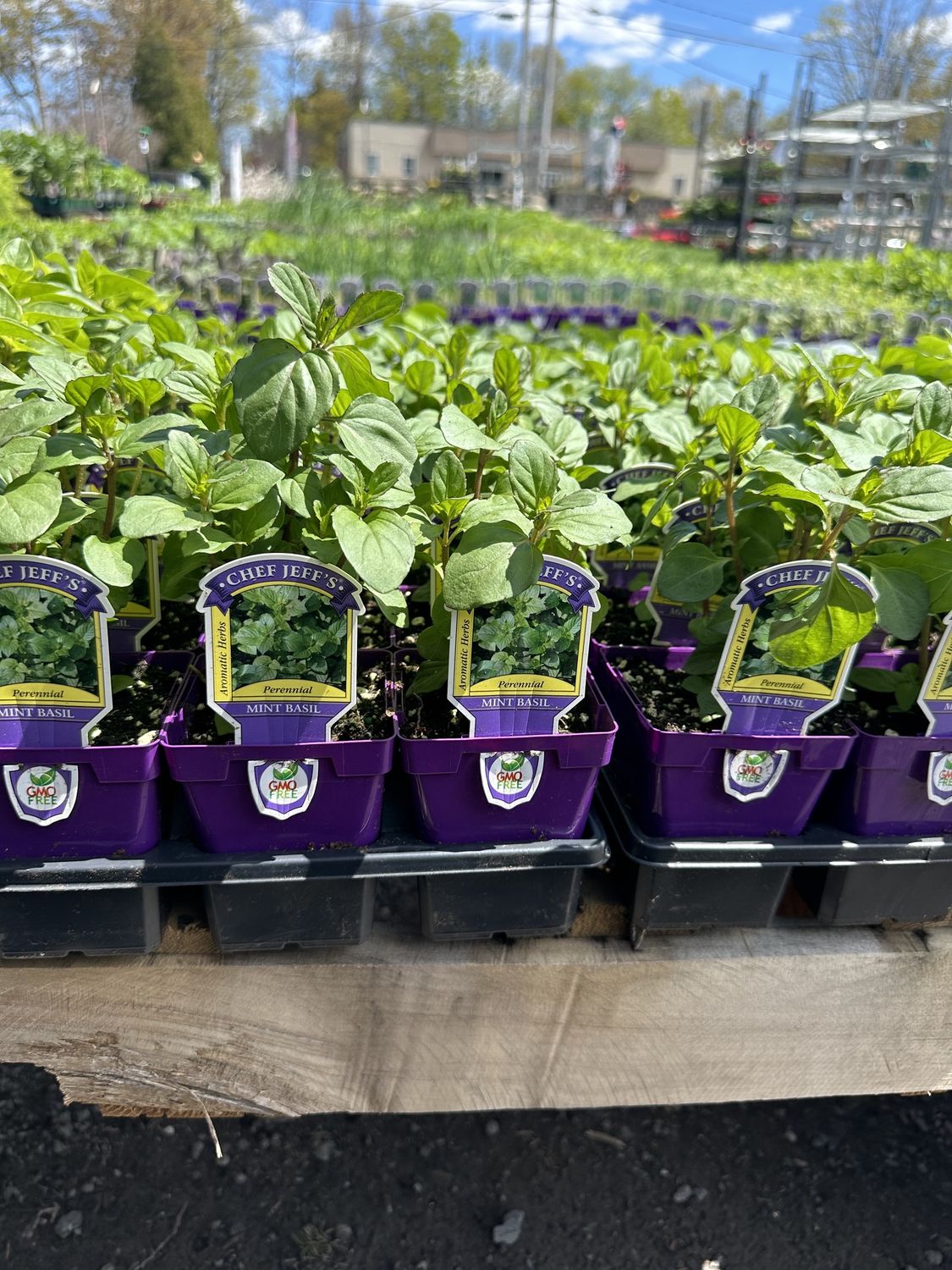 Mint Herbs, Variety: Basil
