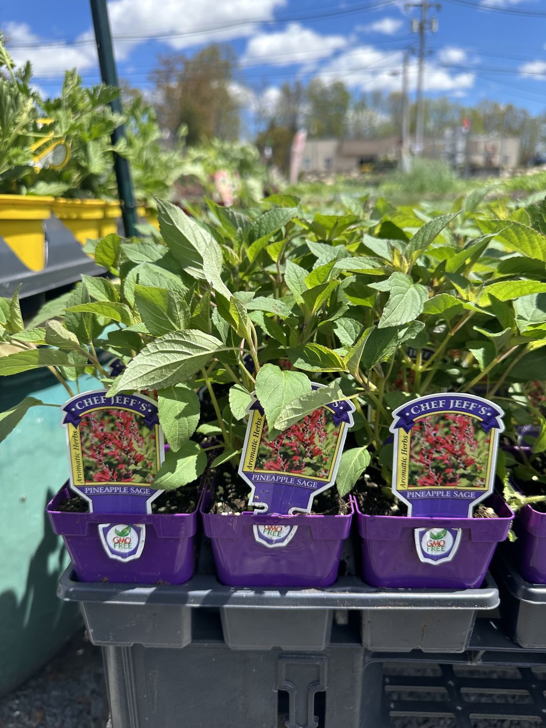 Sage Herbs