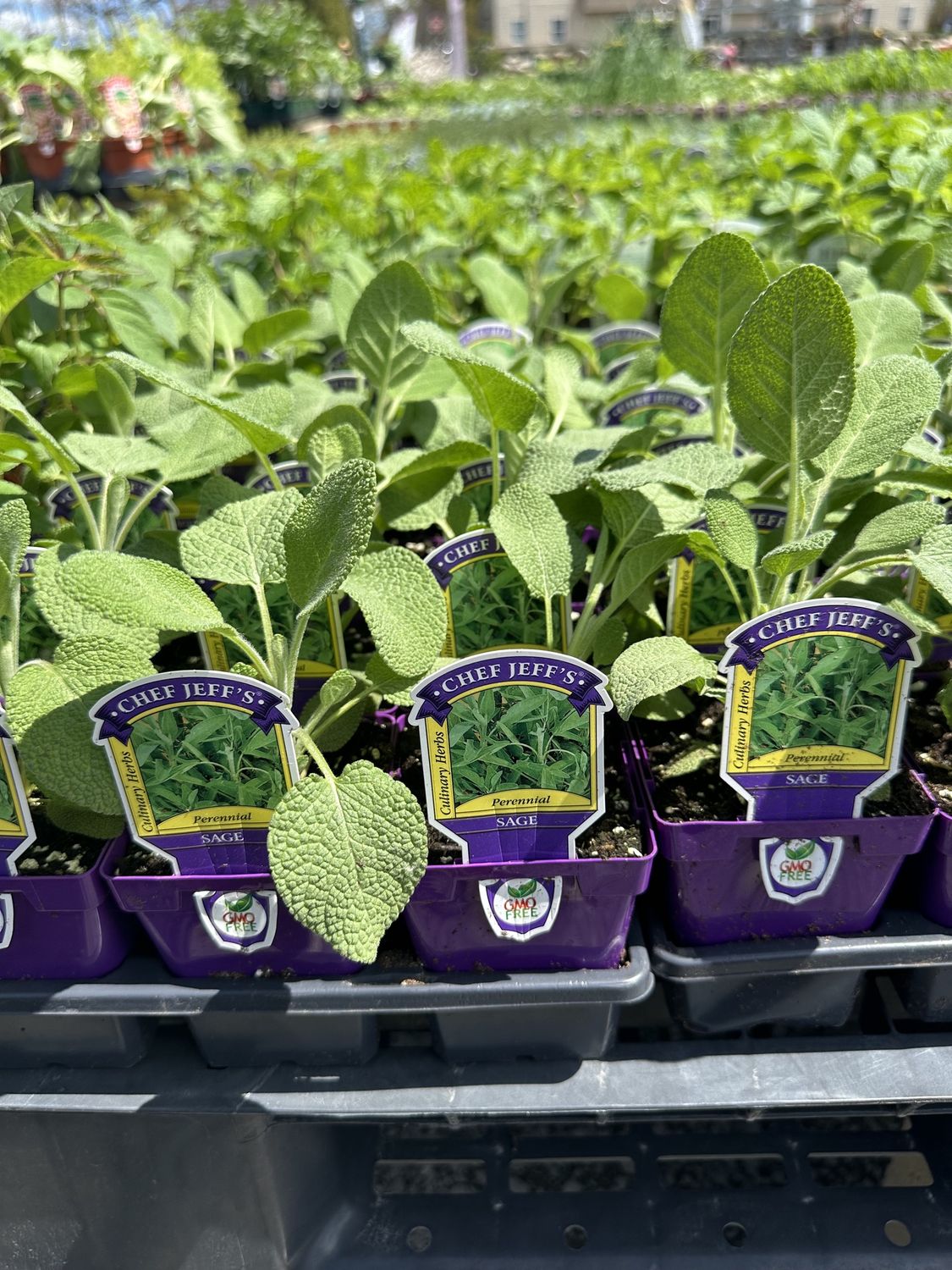 Sage Herbs, Variety: Original Sage