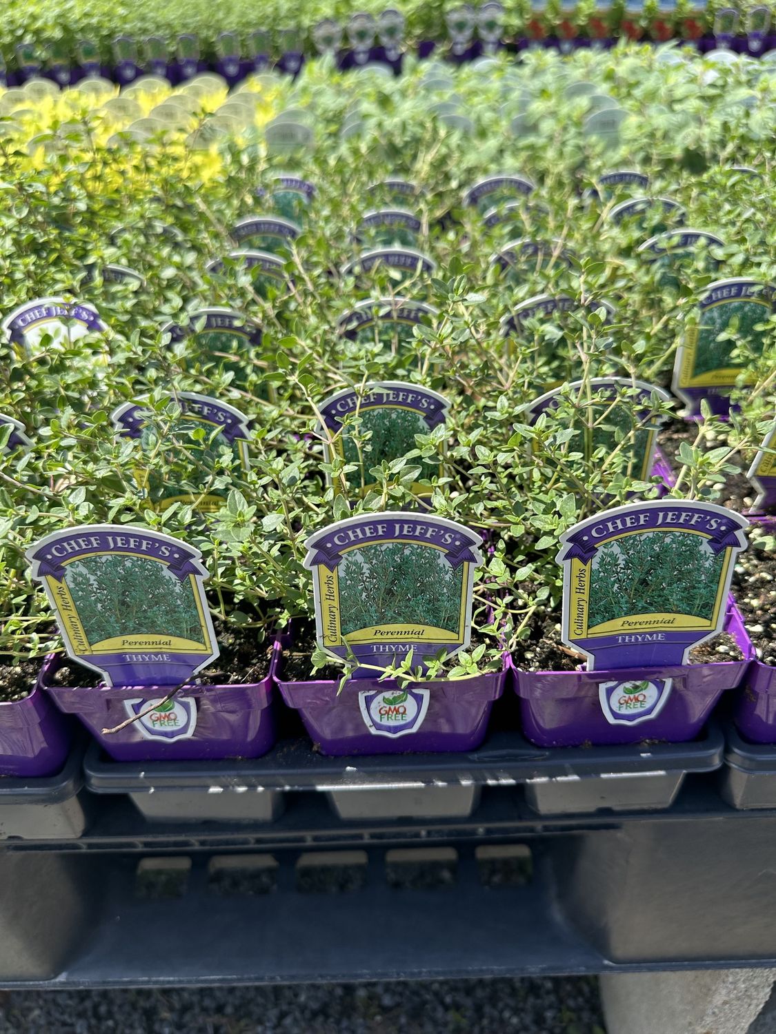 Thyme Herbs, Variety: English