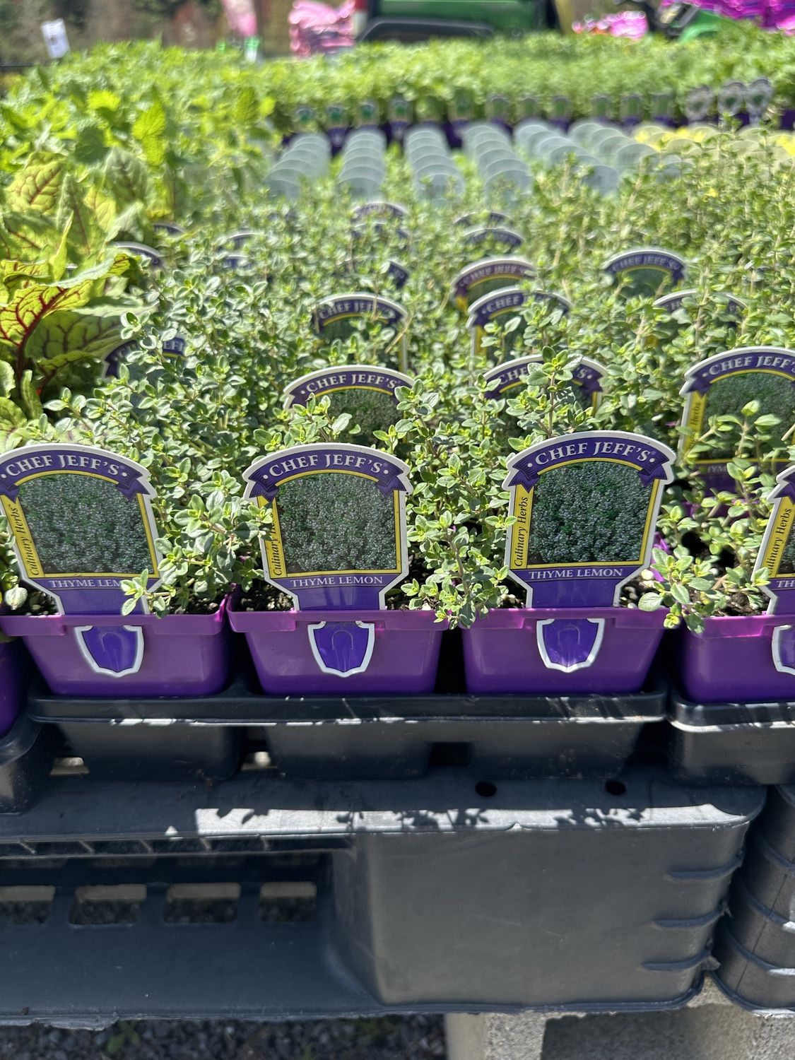 Thyme Herbs
