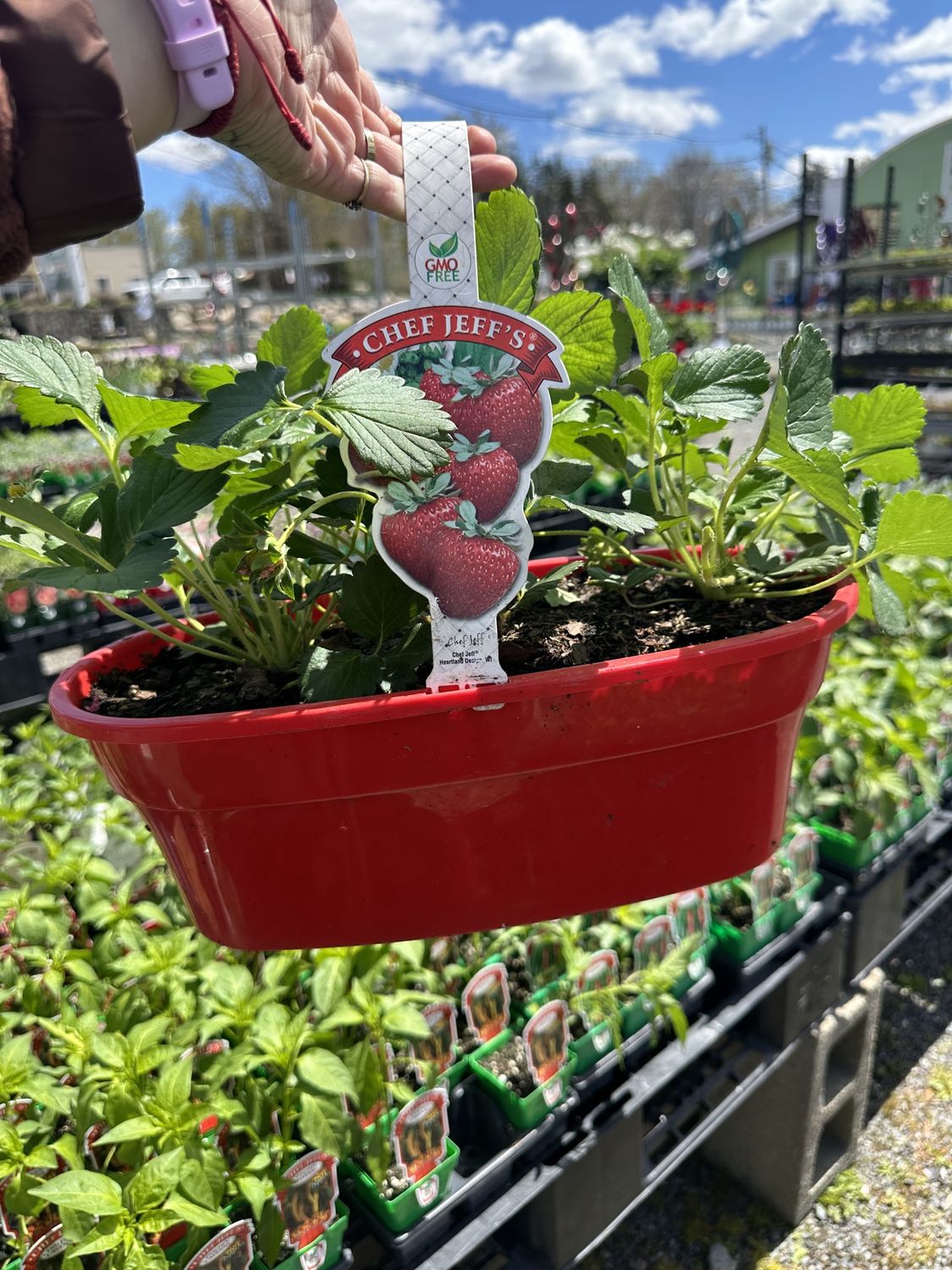 Herb Patio Planter Strawberry Oval Basket
