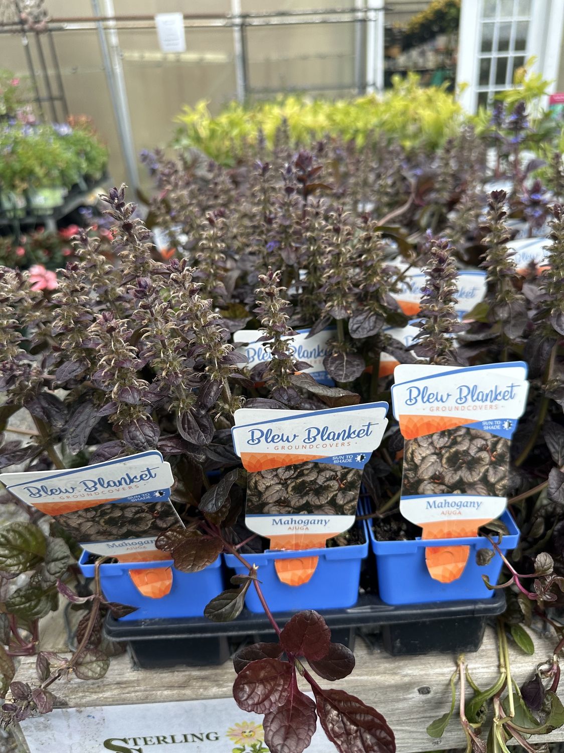 Ajuga Mahogany