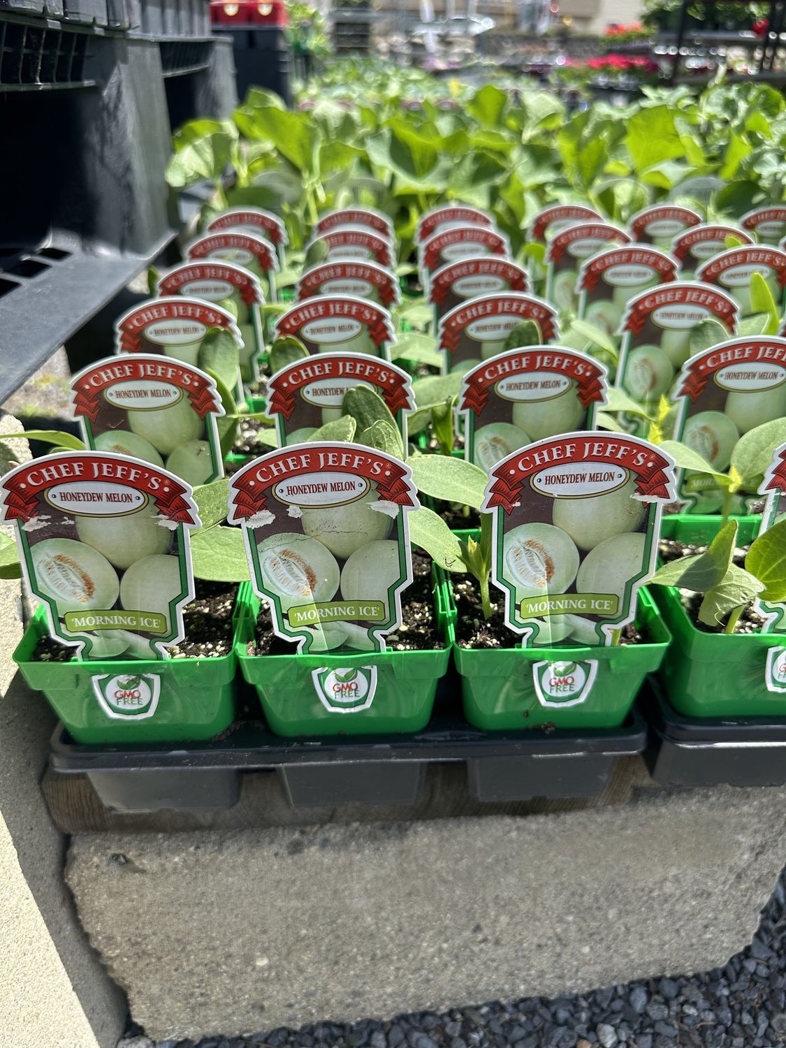 Honeydew Seedling