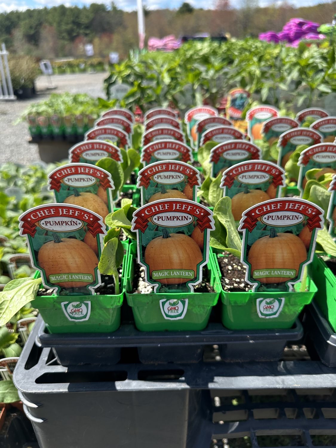 Pumpkin Seedlings