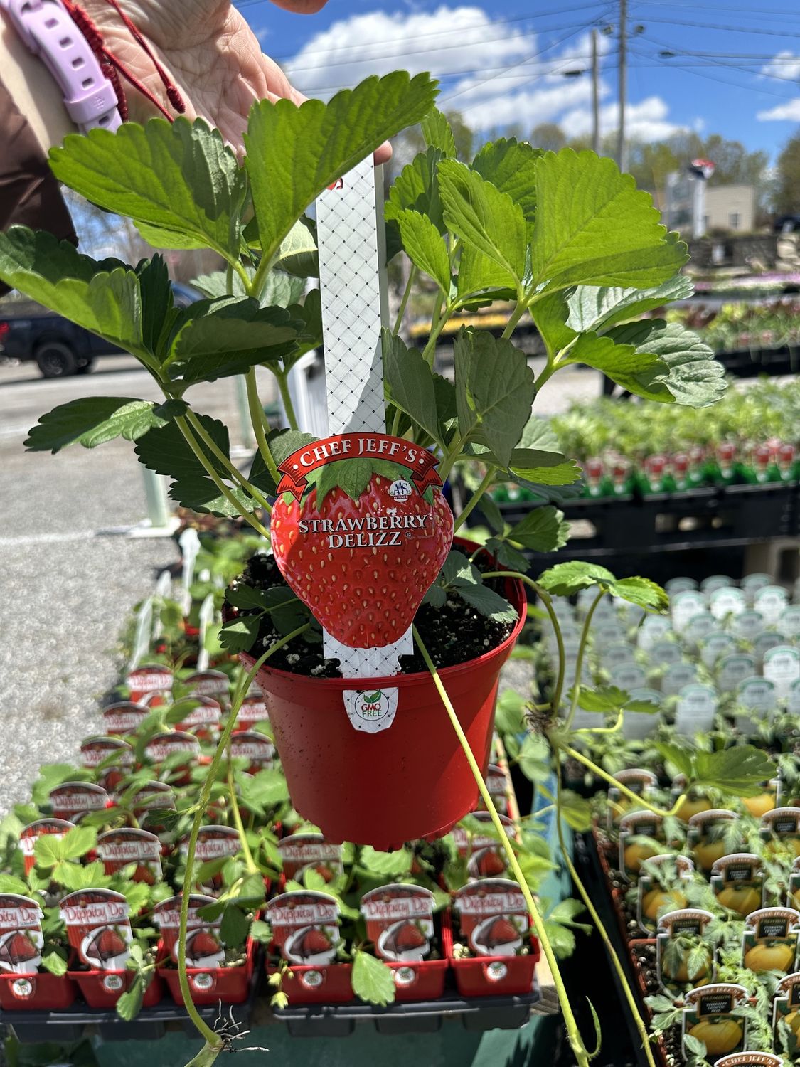 Strawberry Seedling Delizz