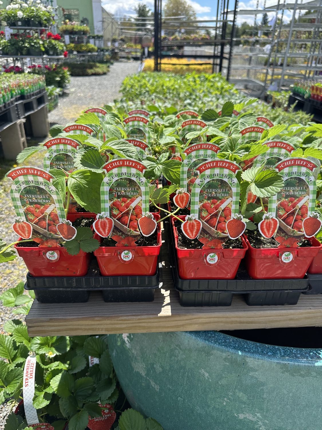 Strawberry Seedling Eversweet