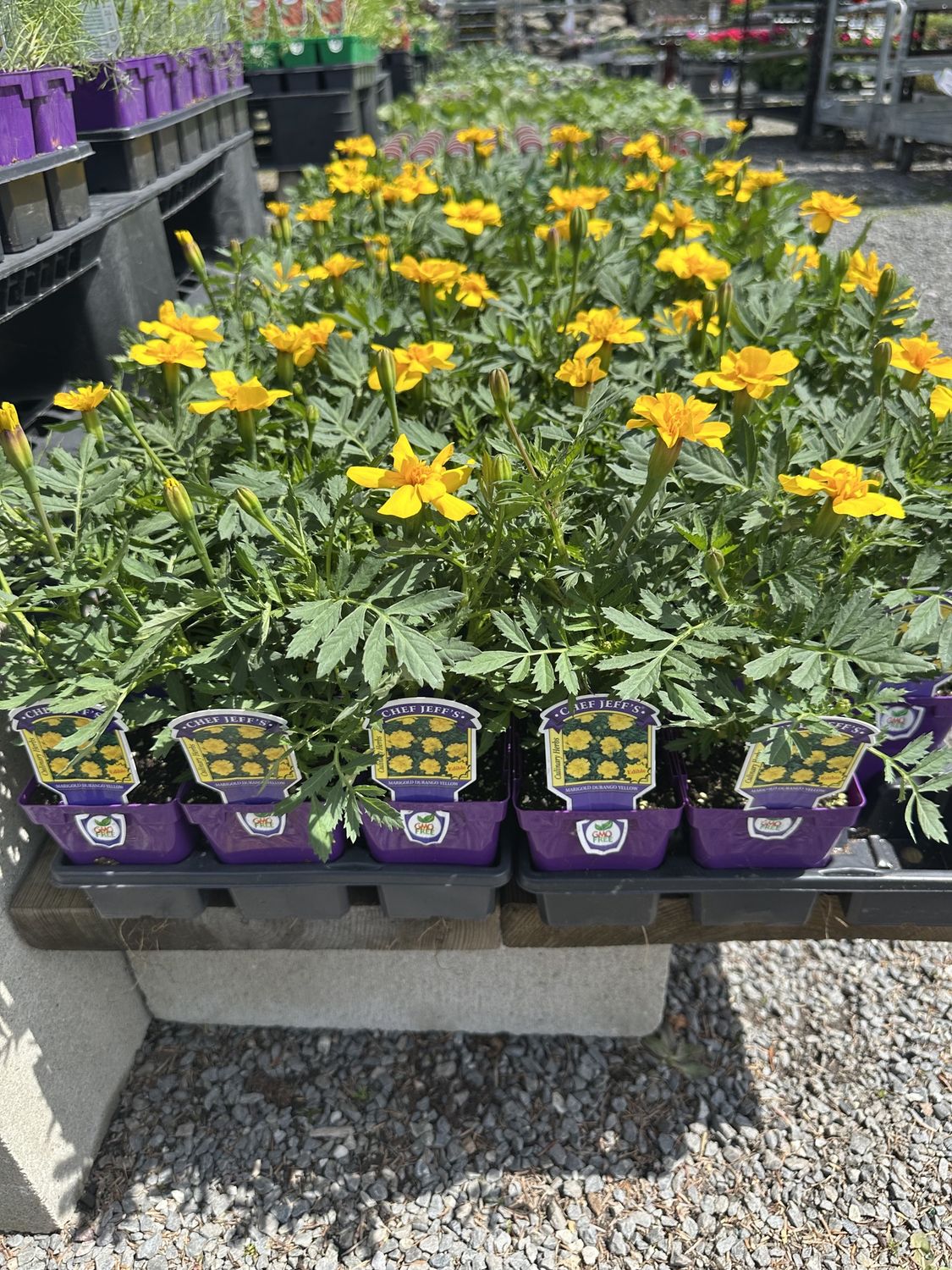 Marigold Durango Yellow