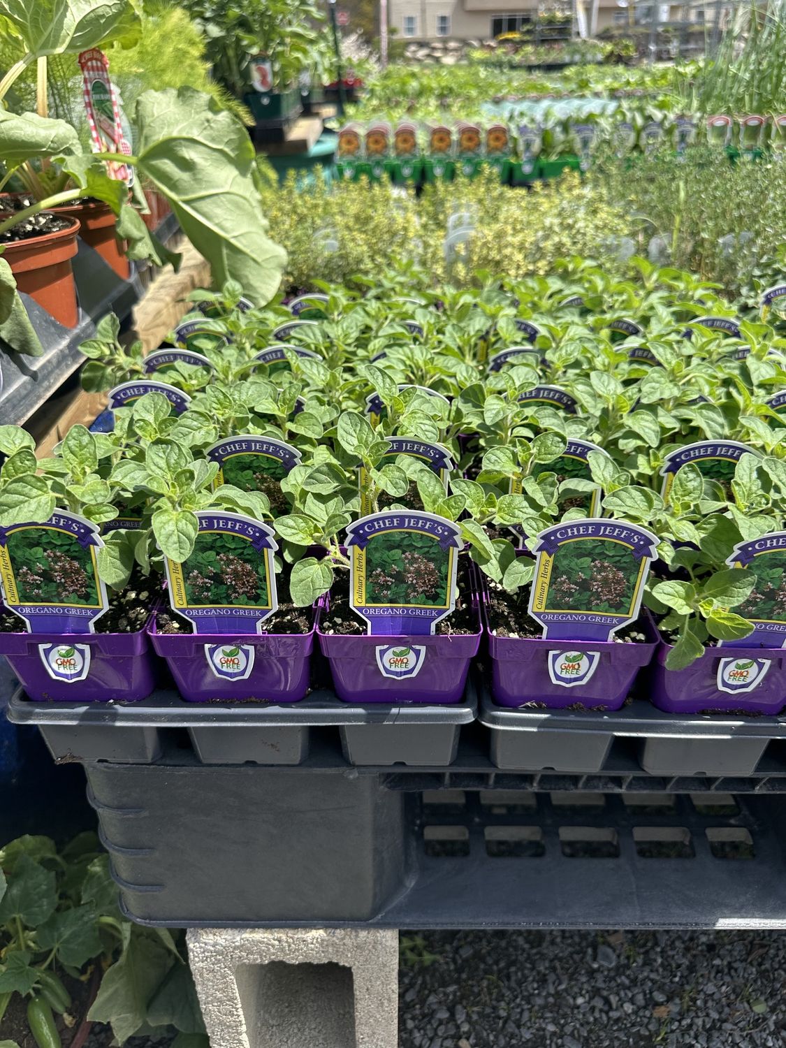 Oregano Herbs