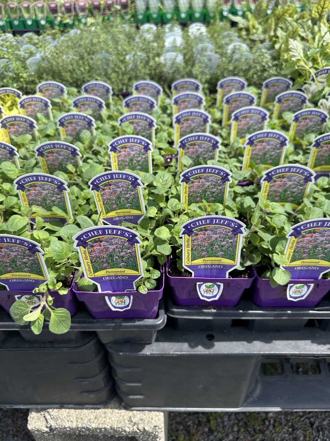 Oregano Herbs, Variety: Original Oregano