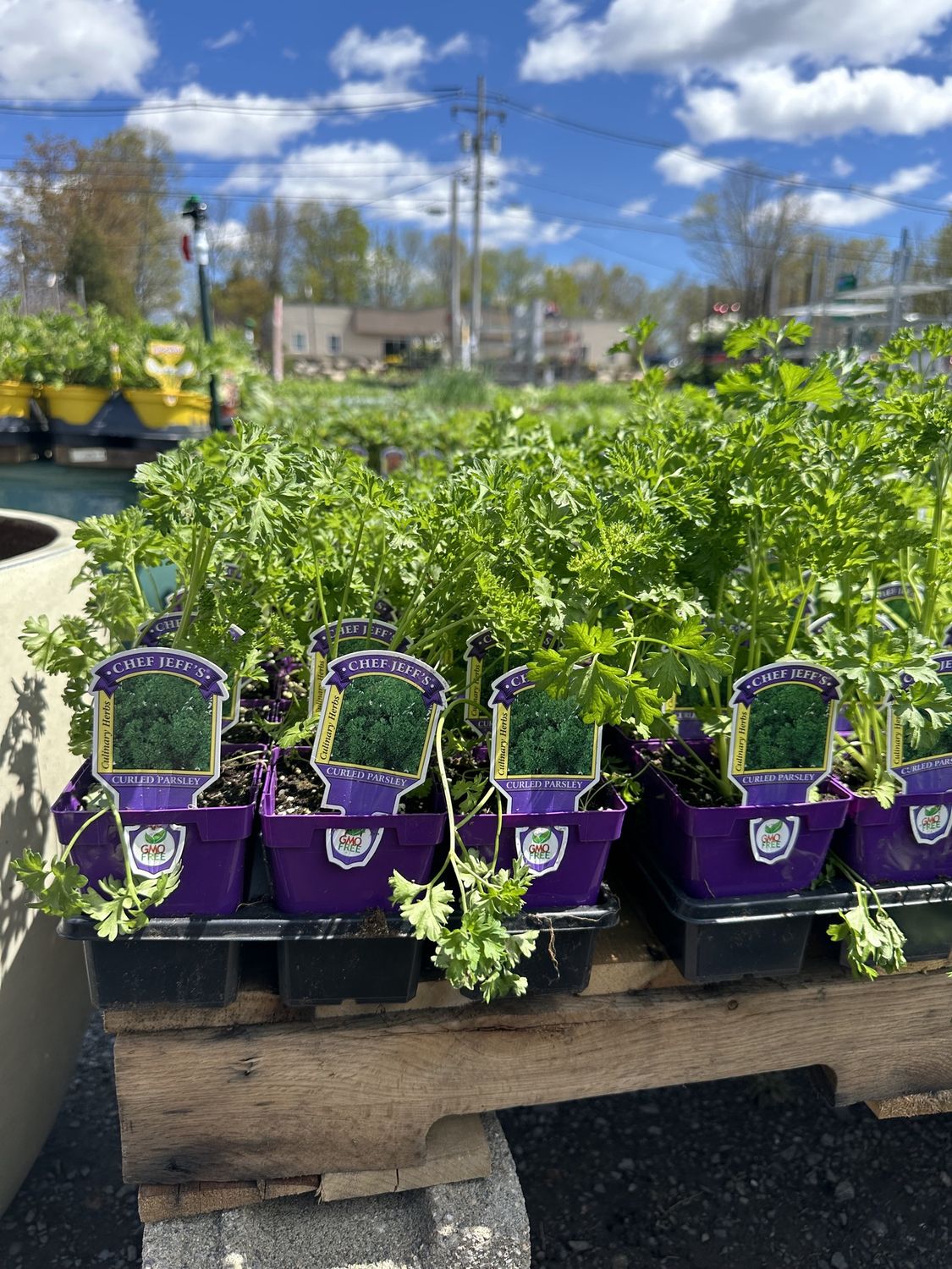 Parsley Herb