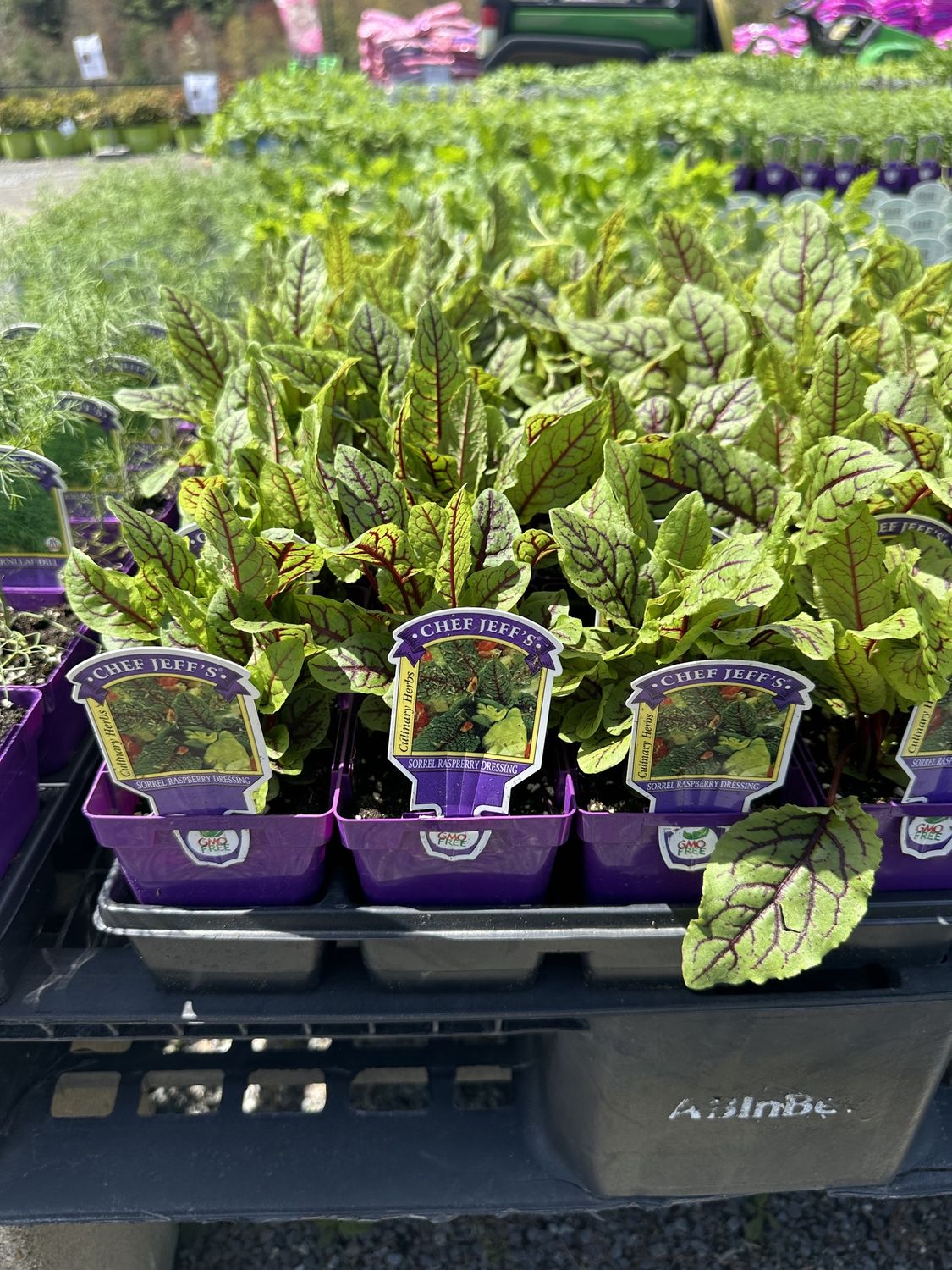 Sorrel Herb Raspberry Dressing