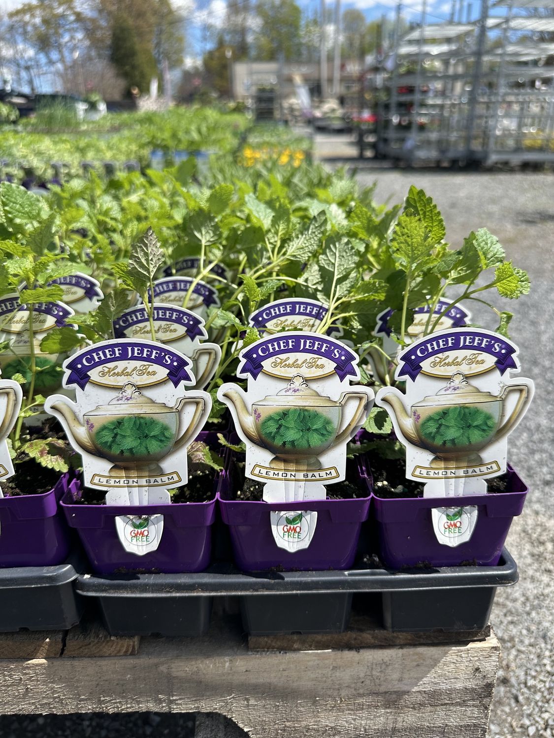 Tea Herbs