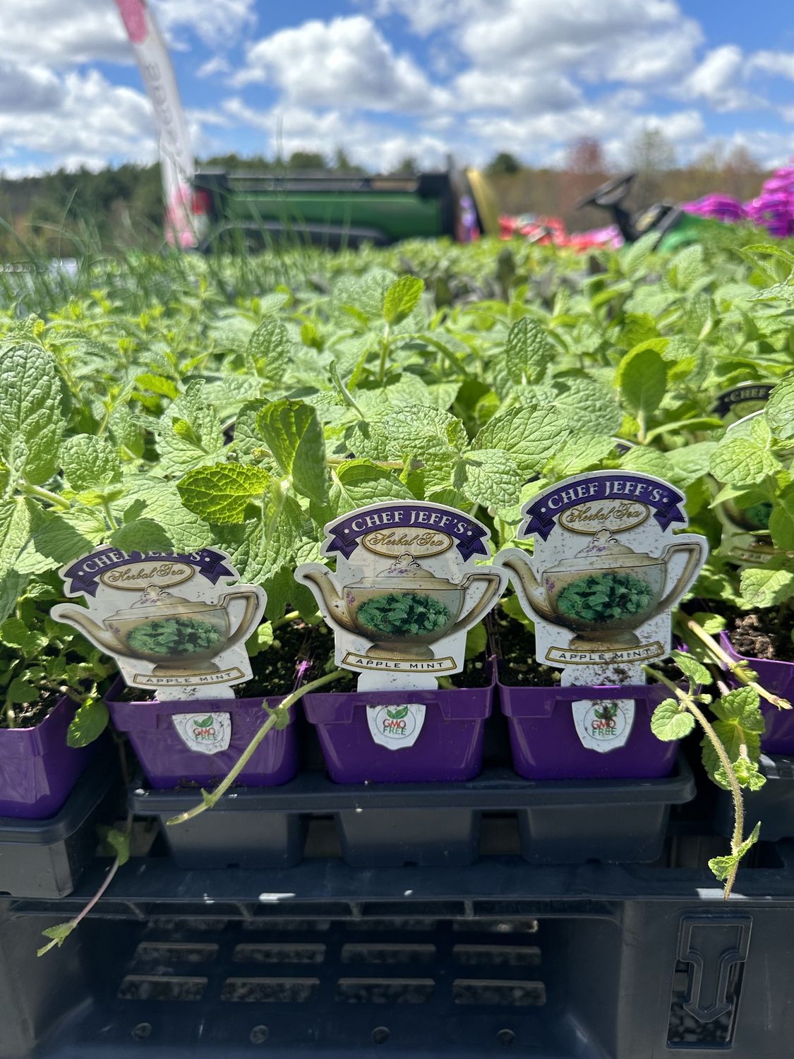 Tea Herbs, Variety: Apple Mint