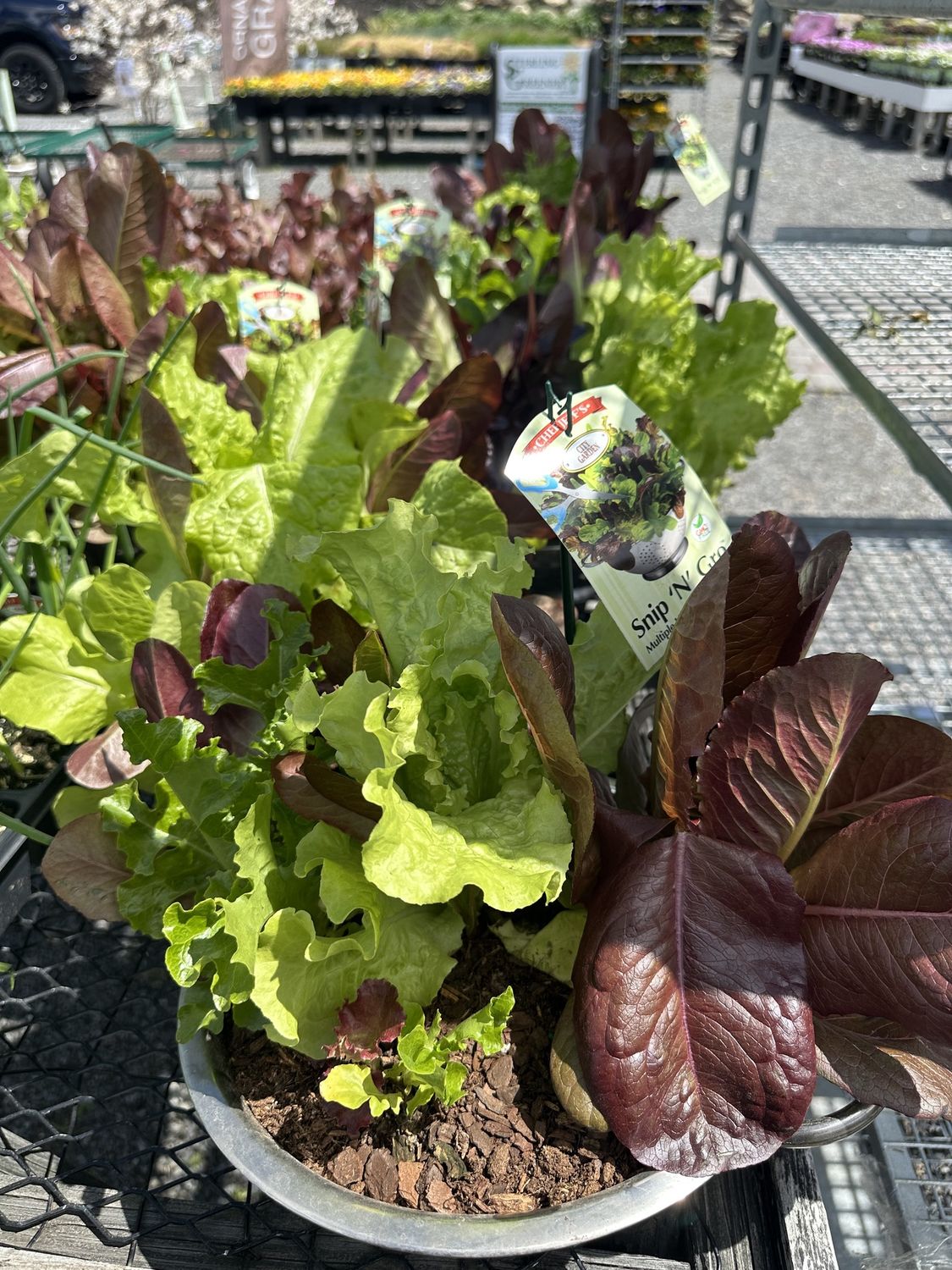 Herb Patio Planter Lettuce Colander