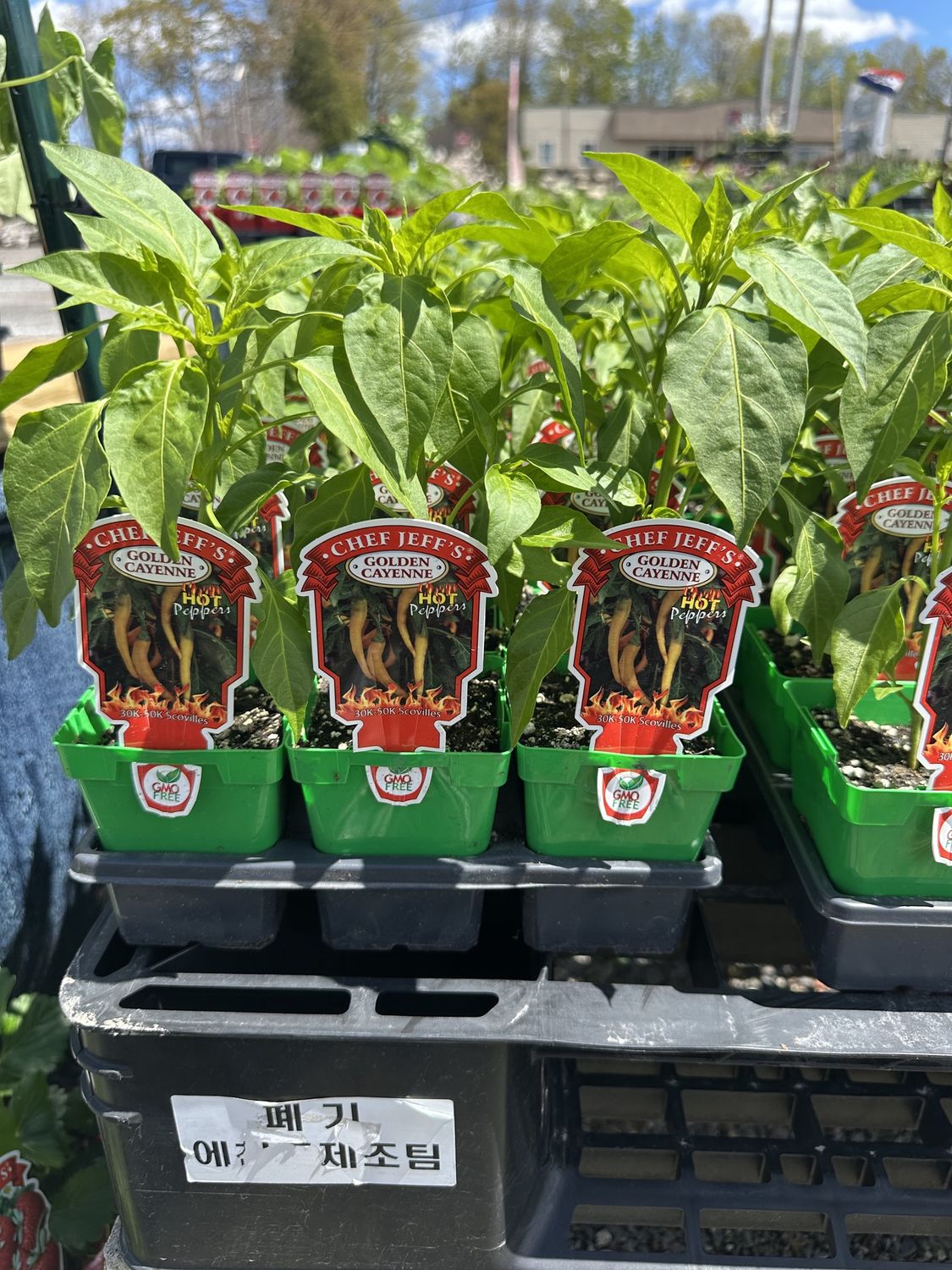 Peppers Vegetable Seedlings