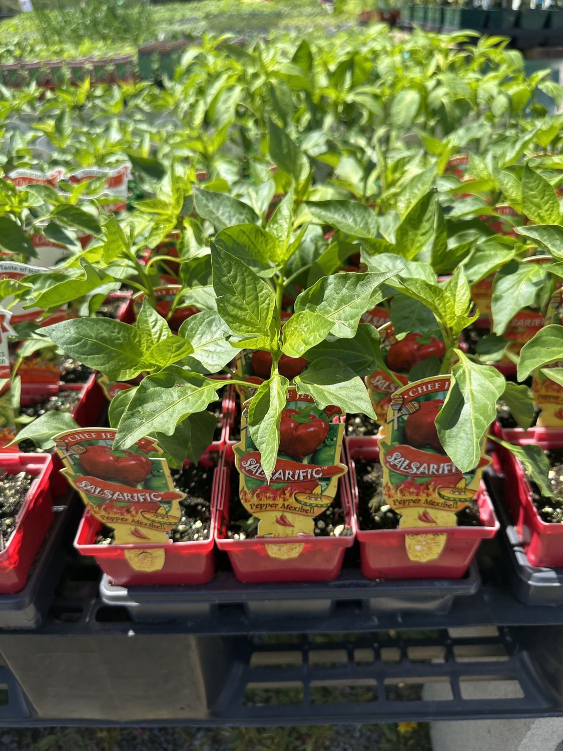 Peppers Vegetable Seedlings, Variety: Salsarific Mexibell
