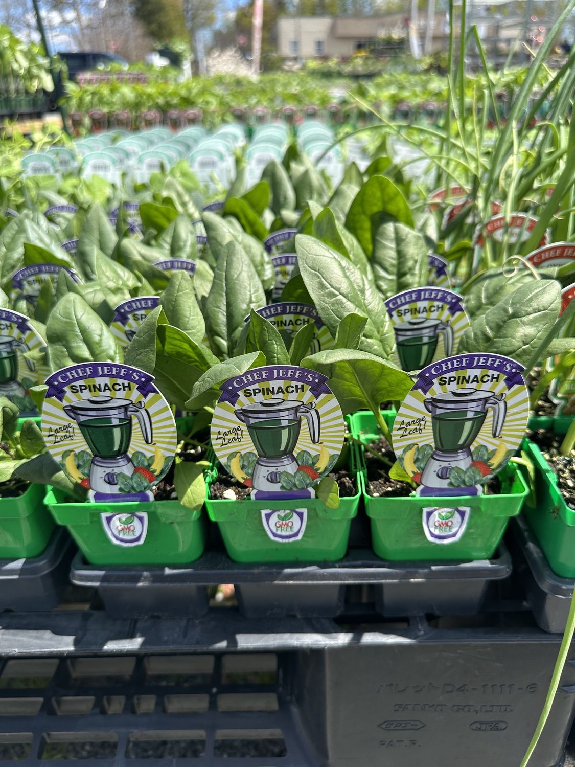 Spinach Vegetable Seedling