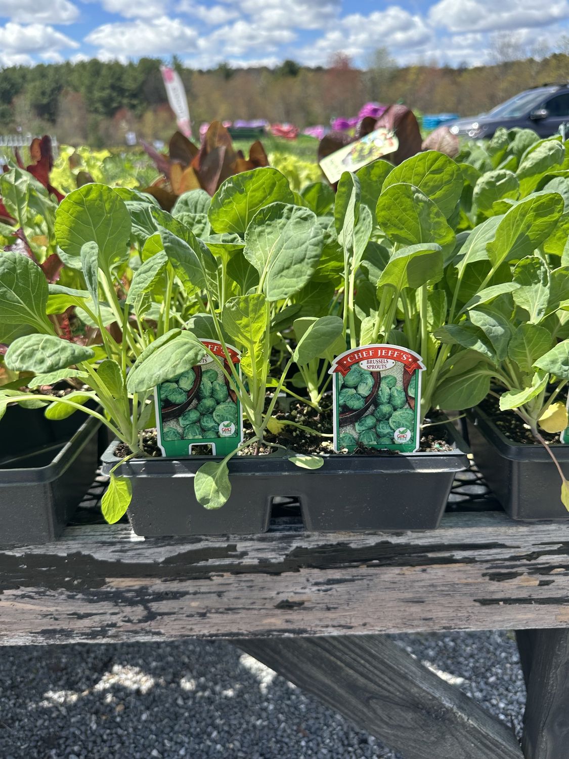 Brussels Sprouts Vegetable Seedling