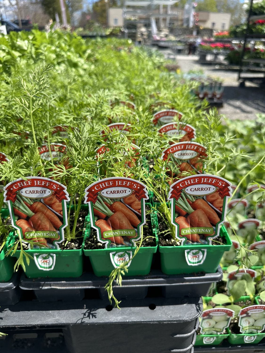 Carrot Vegetable Seedlings, Variety: Chantenay