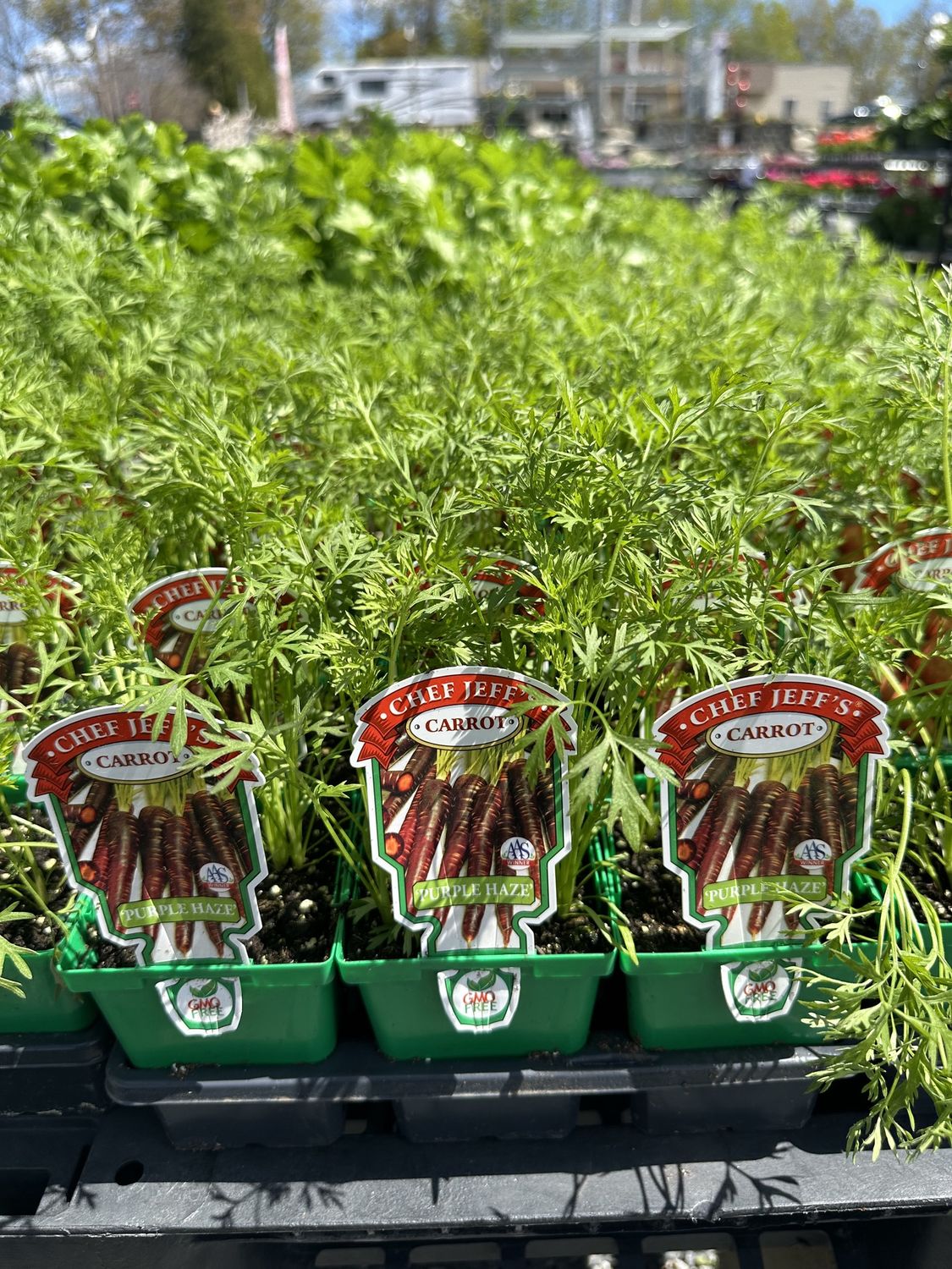 Carrot Vegetable Seedlings