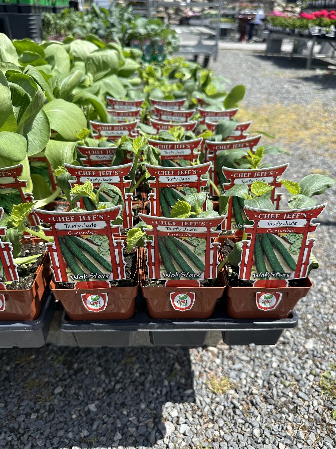 Cucumber Vegetable Seedlings