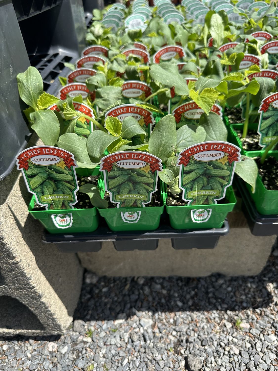Cucumber Vegetable Seedlings, Variety: Gherkin Pickle