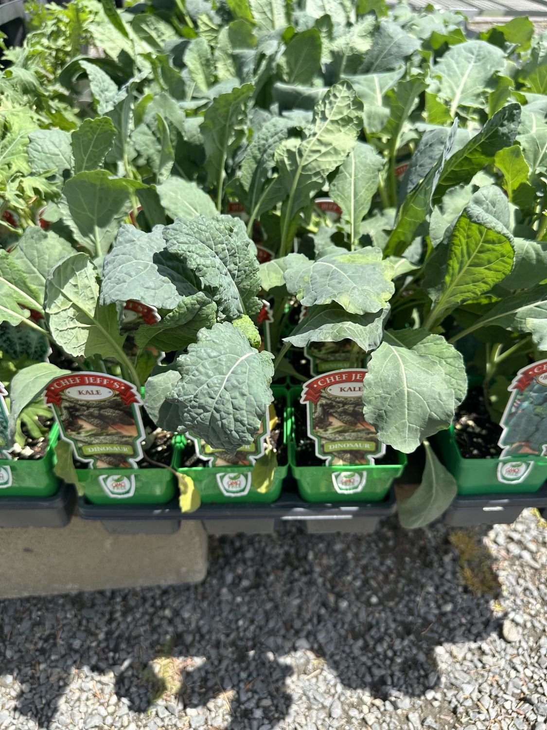 Kale Vegetable Seedlings, Variety: Dinosaur (Lacinato)