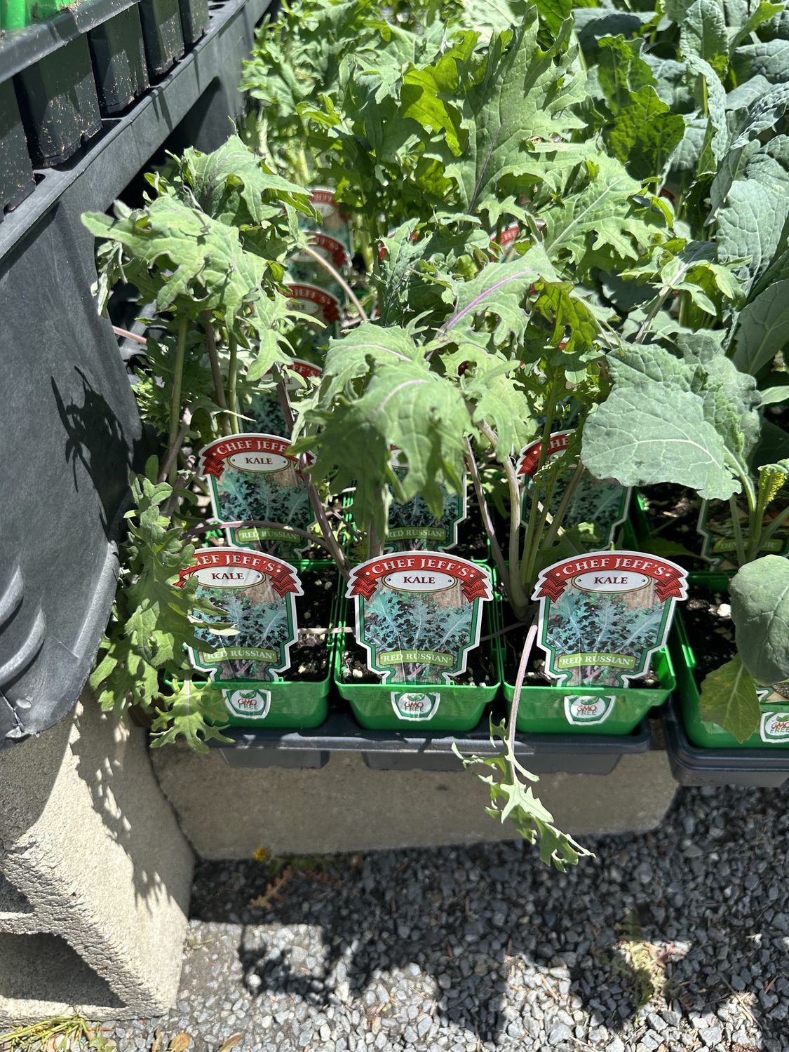 Kale Vegetable Seedlings