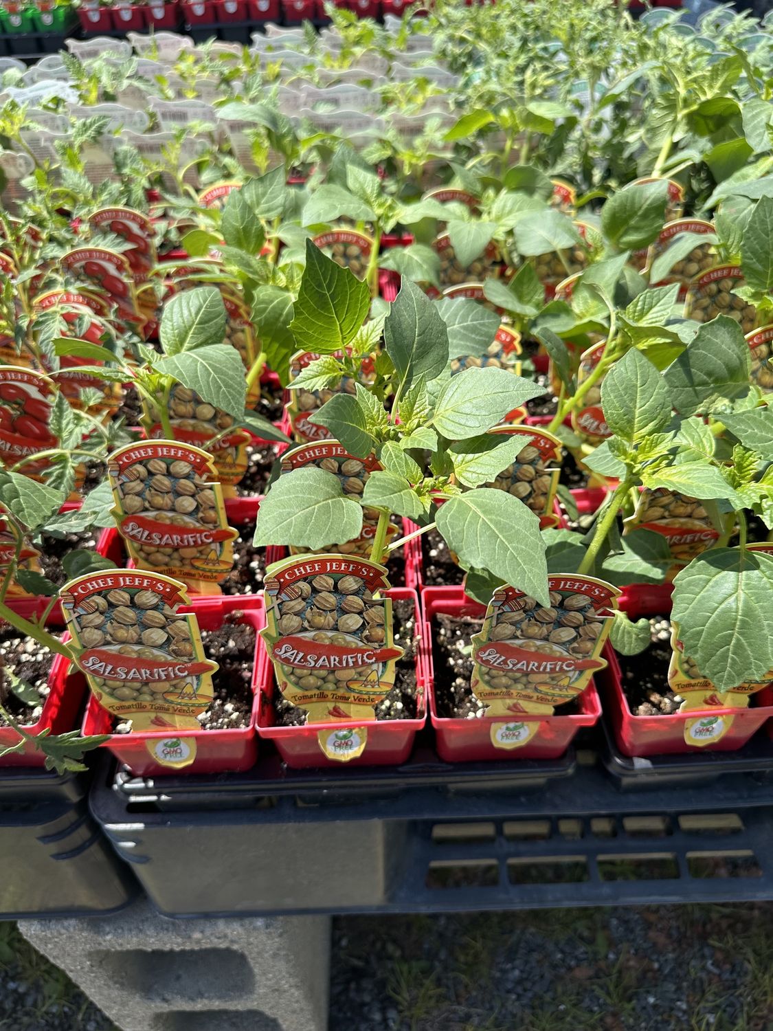 Tomatillo Vegetable Seedling