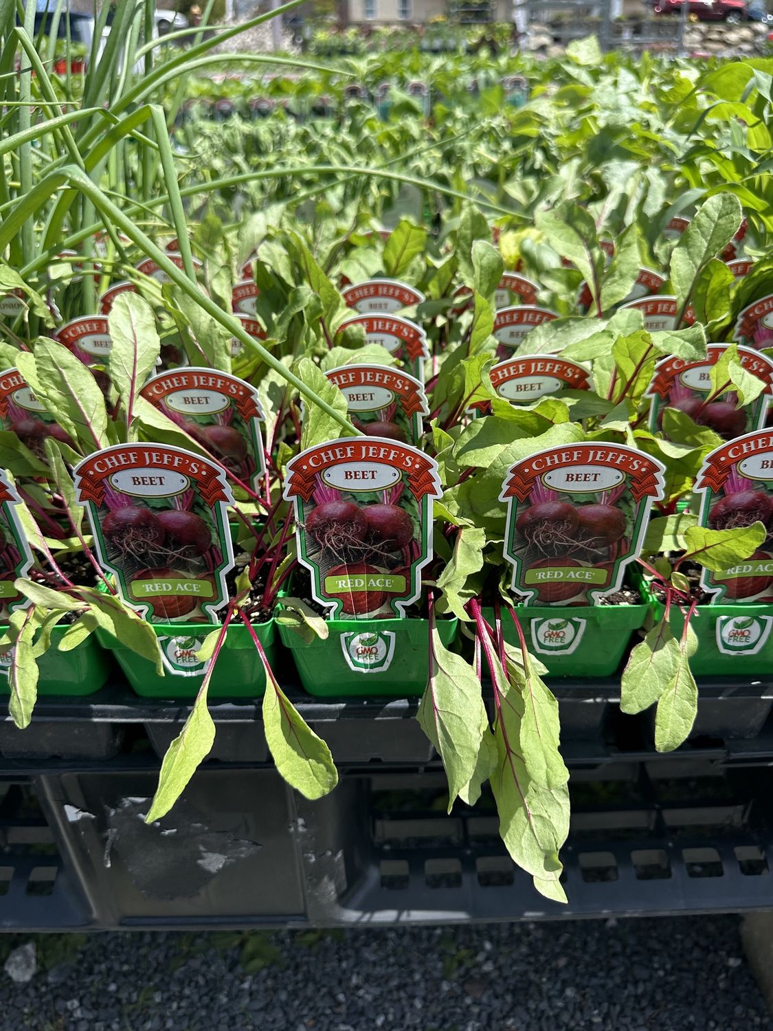Beet Vegetable Seedling Red Ace