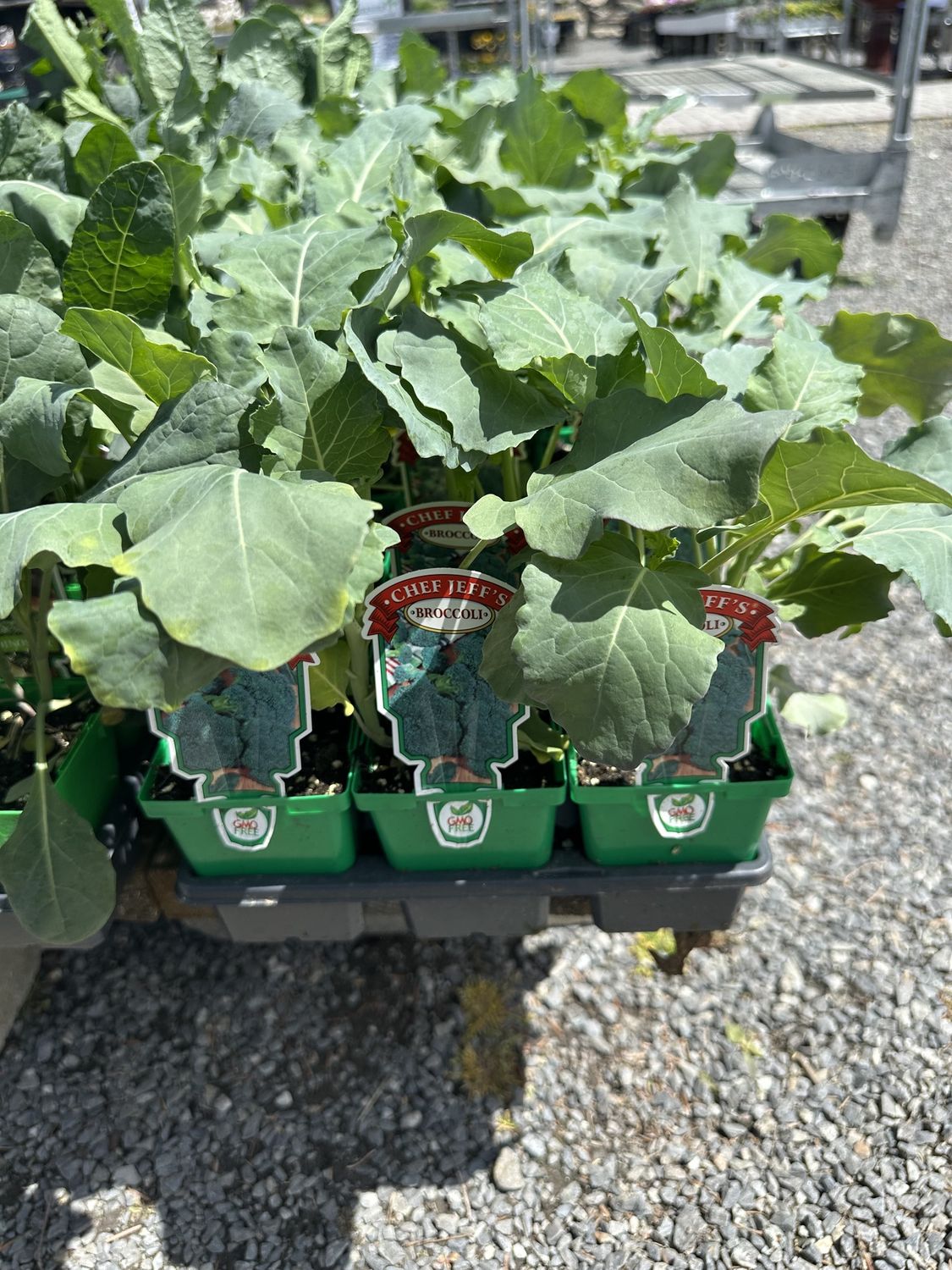 Broccoli Vegetable Seedling