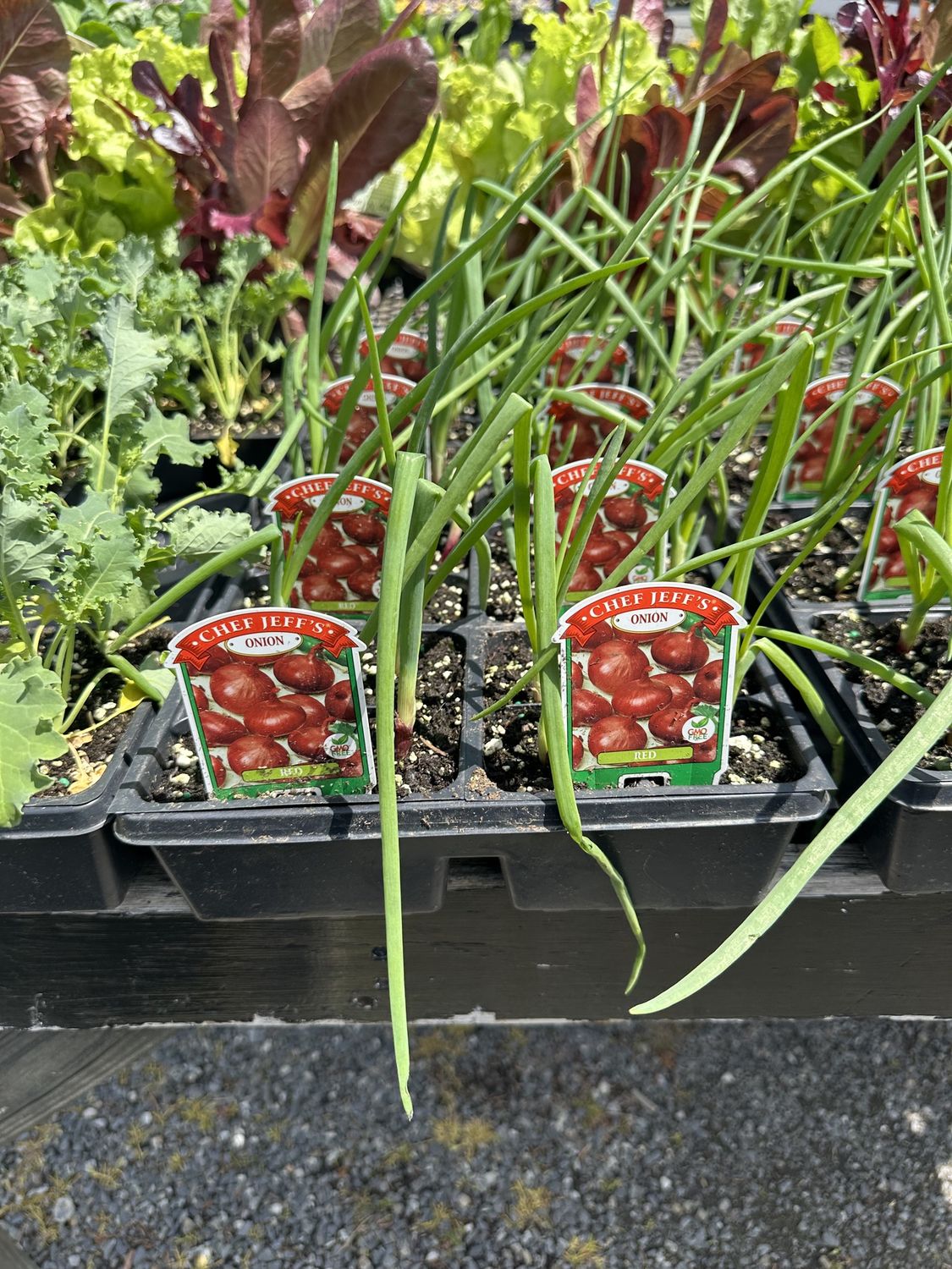 Onion Vegetable Seedlings