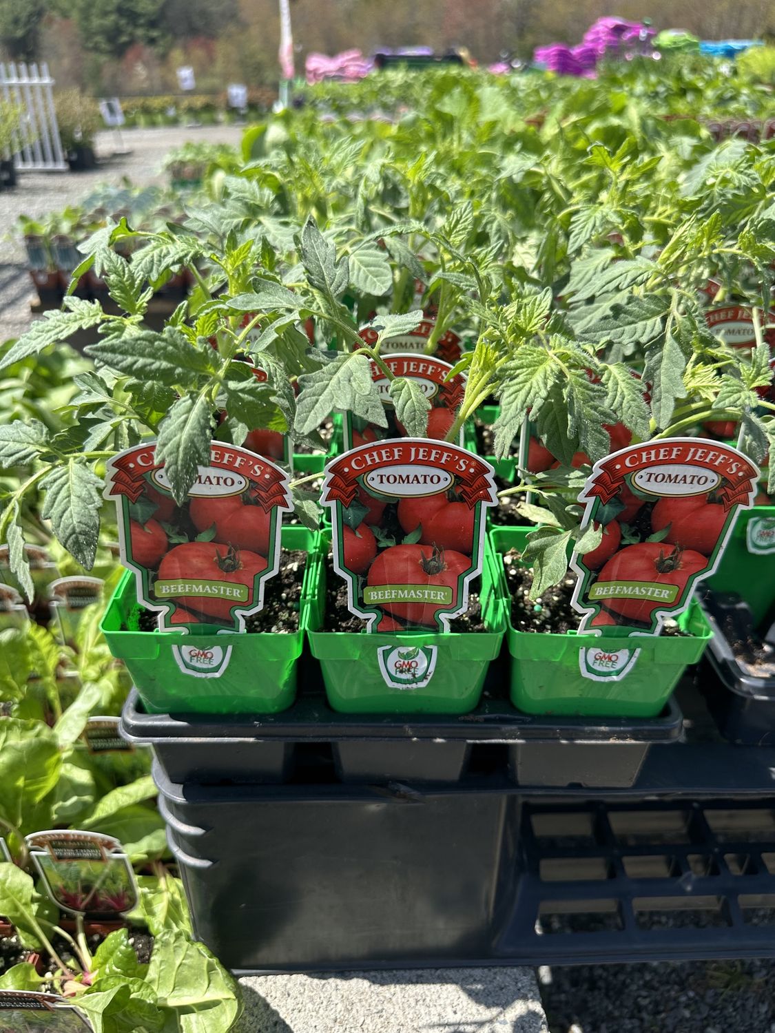Tomato Vegetable Seedlings